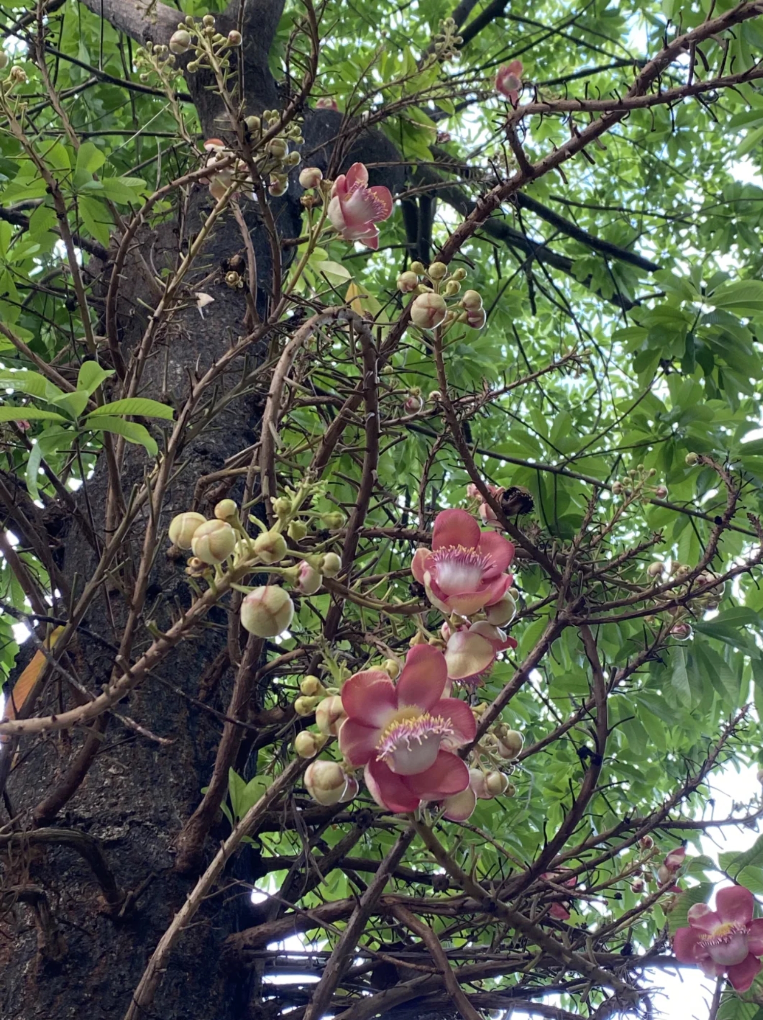 菩提树图片,是一幅充满神秘与宁静气息的自然画卷