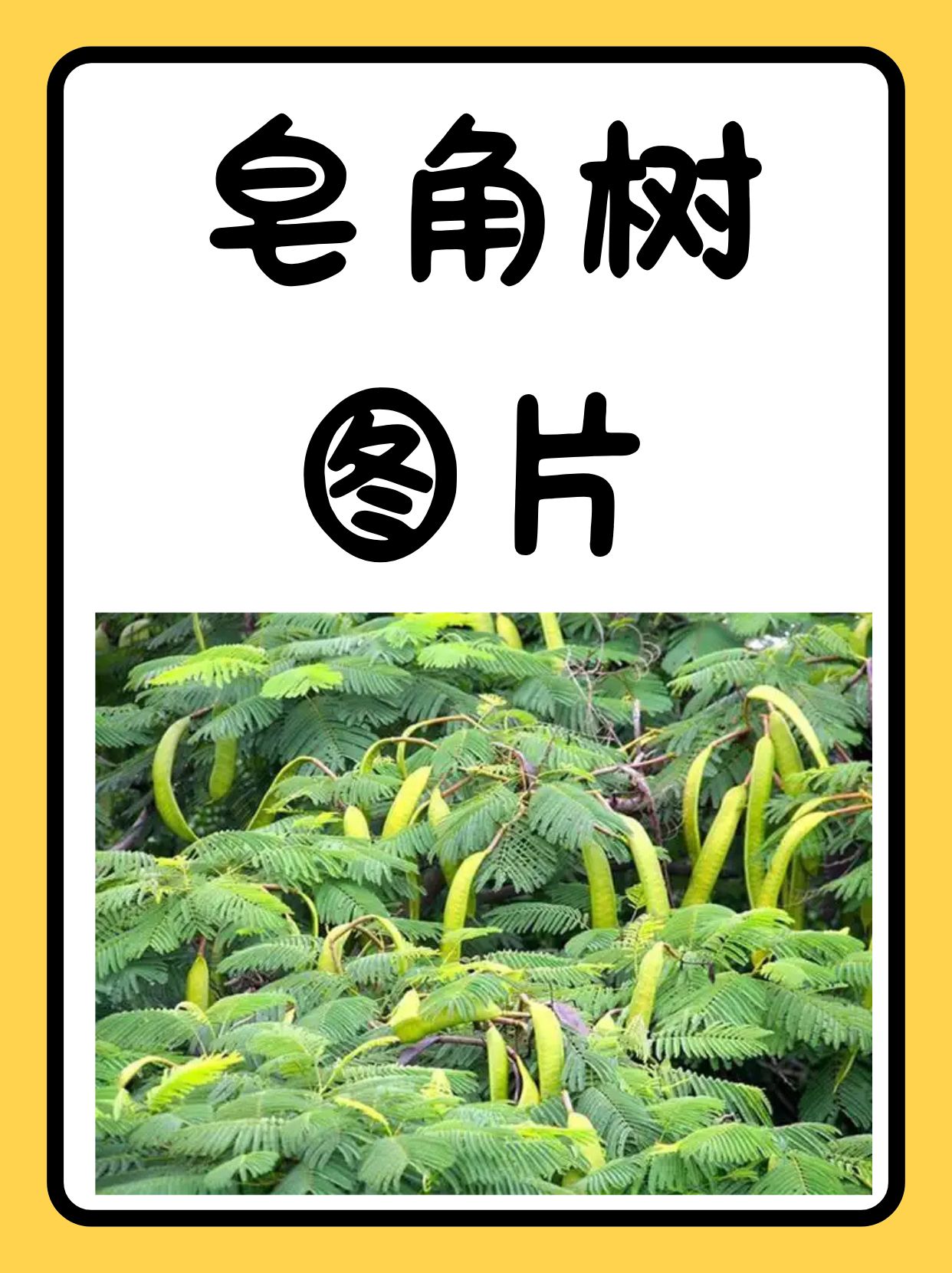 树干与枝条:皂角树高达可达30米,树干粗壮,枝条上布满坚硬,尖锐的刺