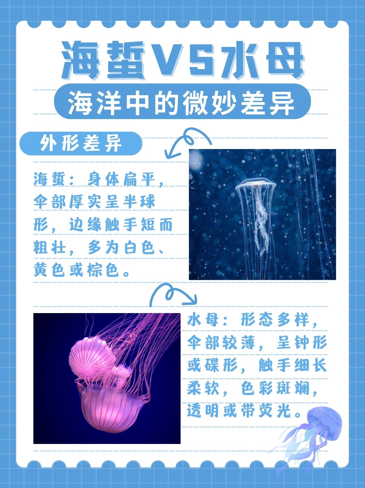 海蜇vs水母:海洋中的微妙差异   外形差异  海蜇:身体扁平,伞部厚实呈