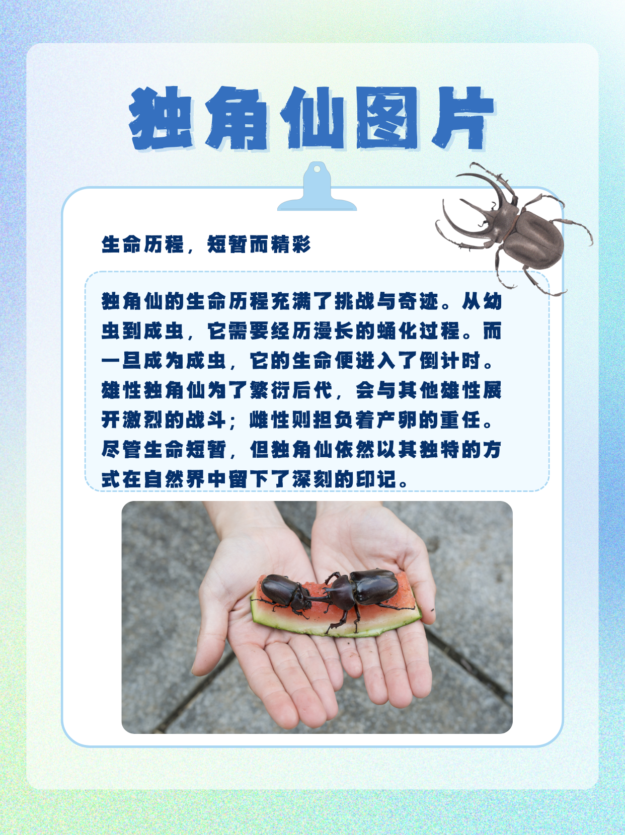 霸气外观,独特魅力 独角仙,学名双叉犀金龟,因其雄虫头部