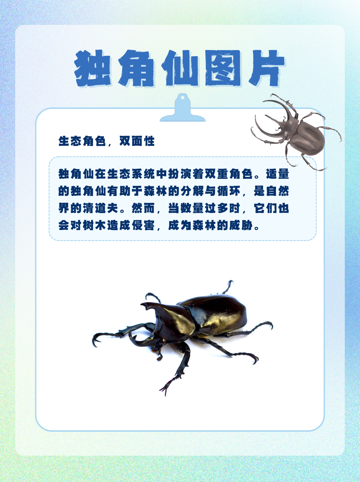 霸气外观,独特魅力 独角仙,学名双叉犀金龟,因其雄虫头部