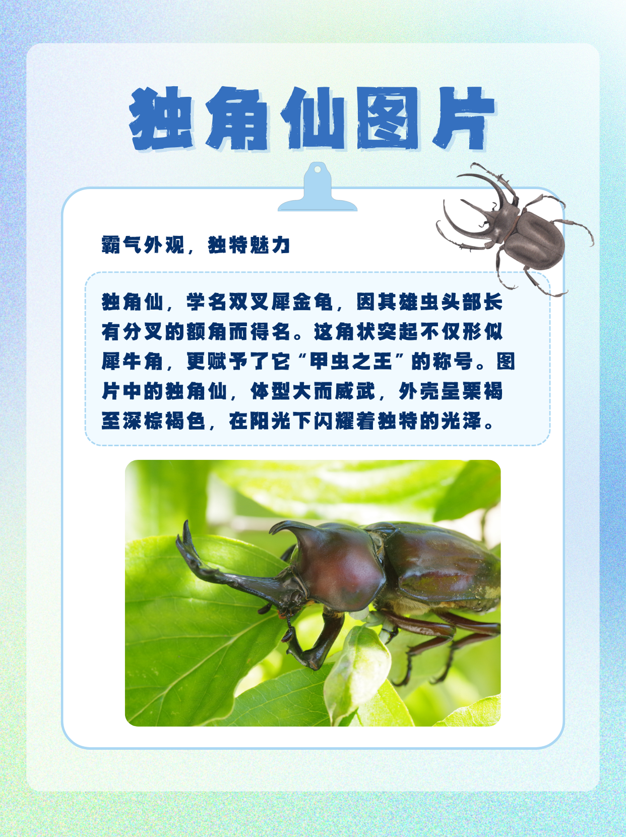 霸气外观,独特魅力 独角仙,学名双叉犀金龟,因其雄虫头部