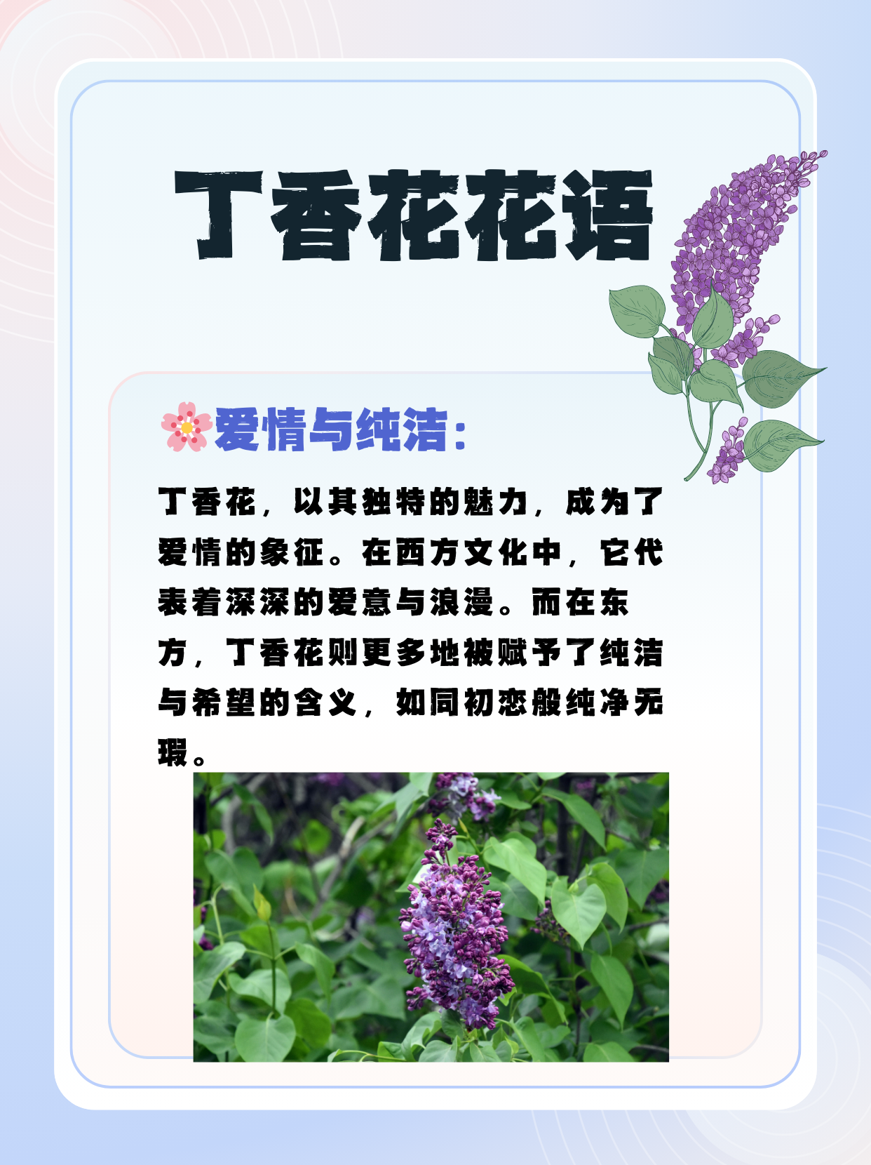 丁香花几月份开花图片