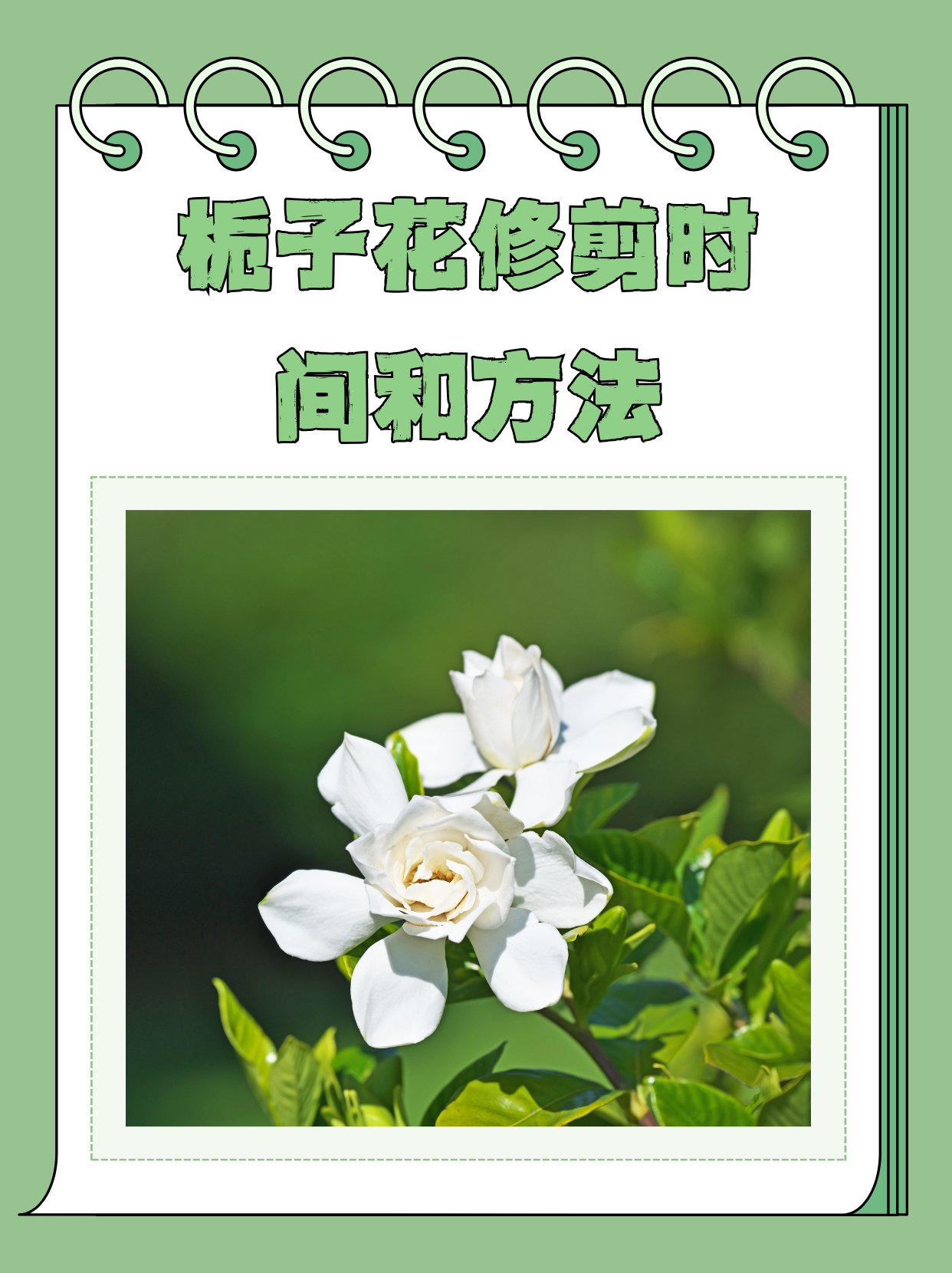 栀子花花后修剪示意图图片