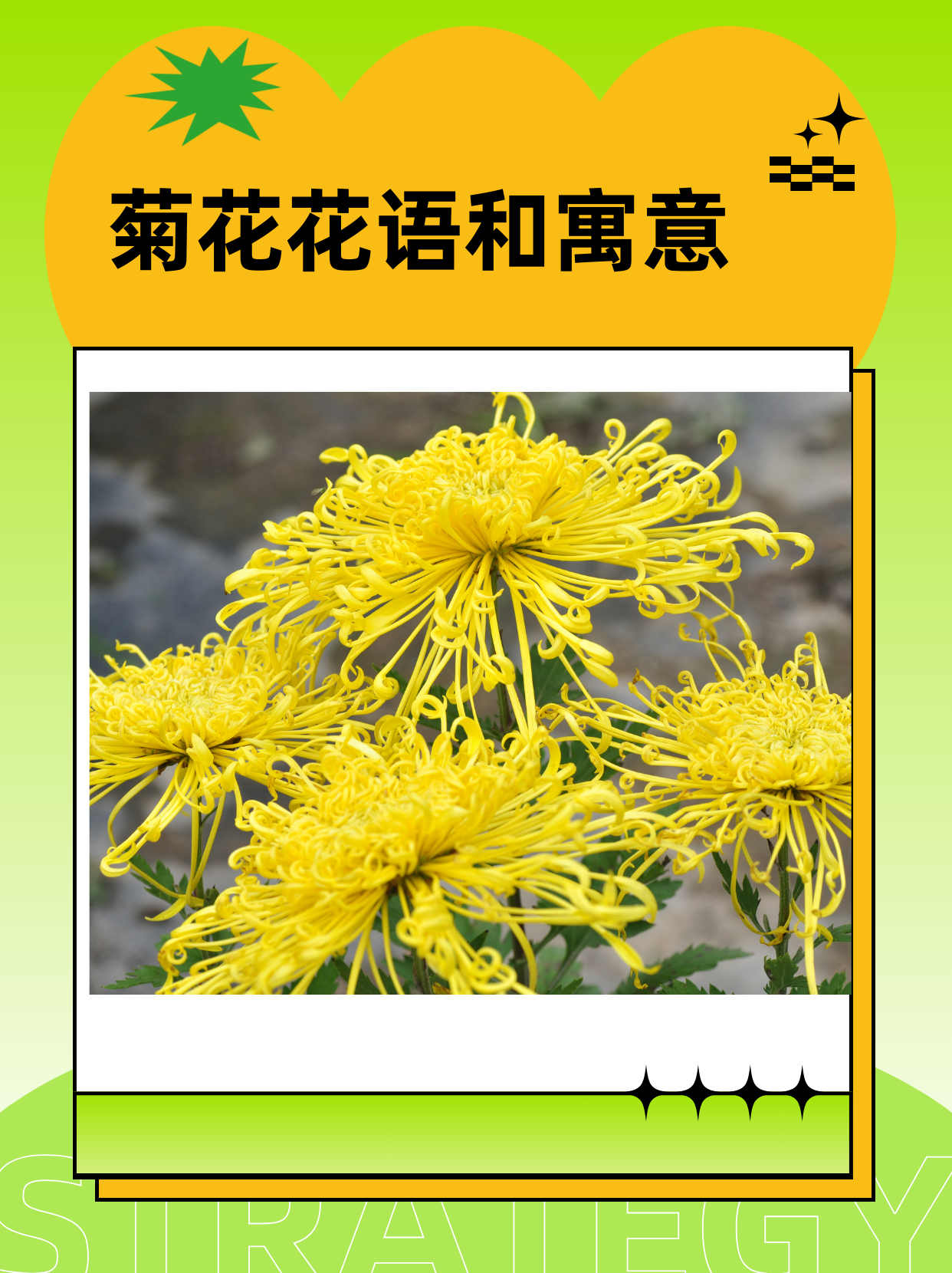 菊花以其独特的清雅之姿,成为清净与高洁的象征