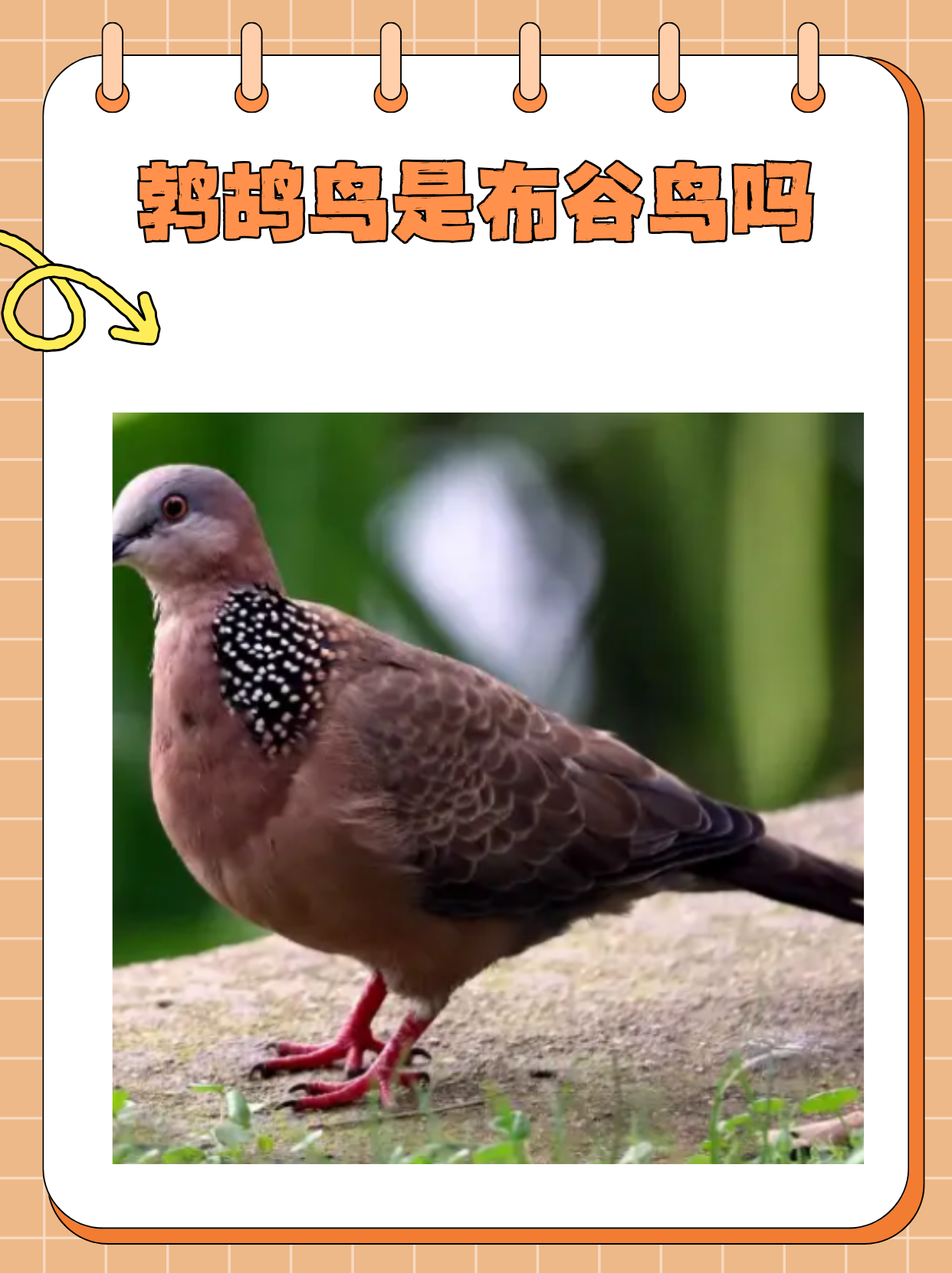 鹁鸪鸟和布谷鸟是两种不同的鸟类,它们在多个方面