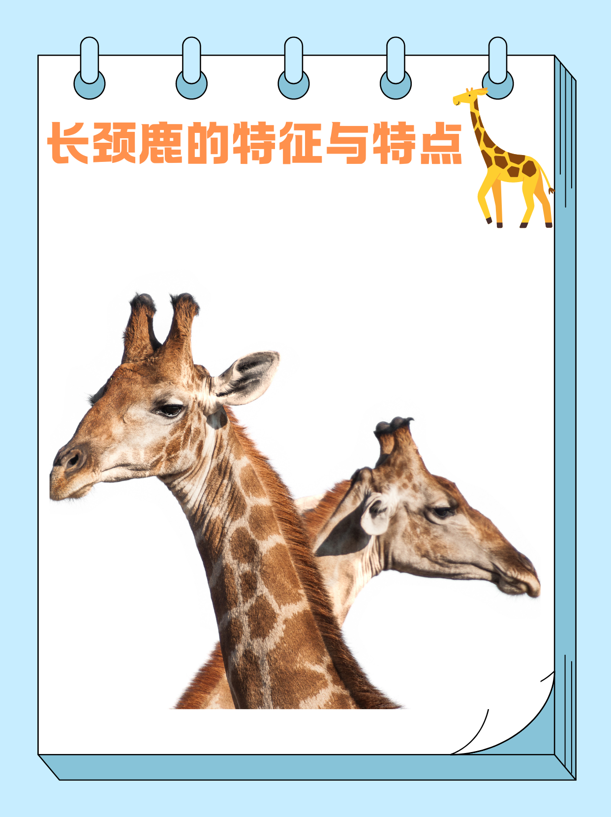 长颈鹿以其惊人的身高著称,是世界上现存最高的陆生