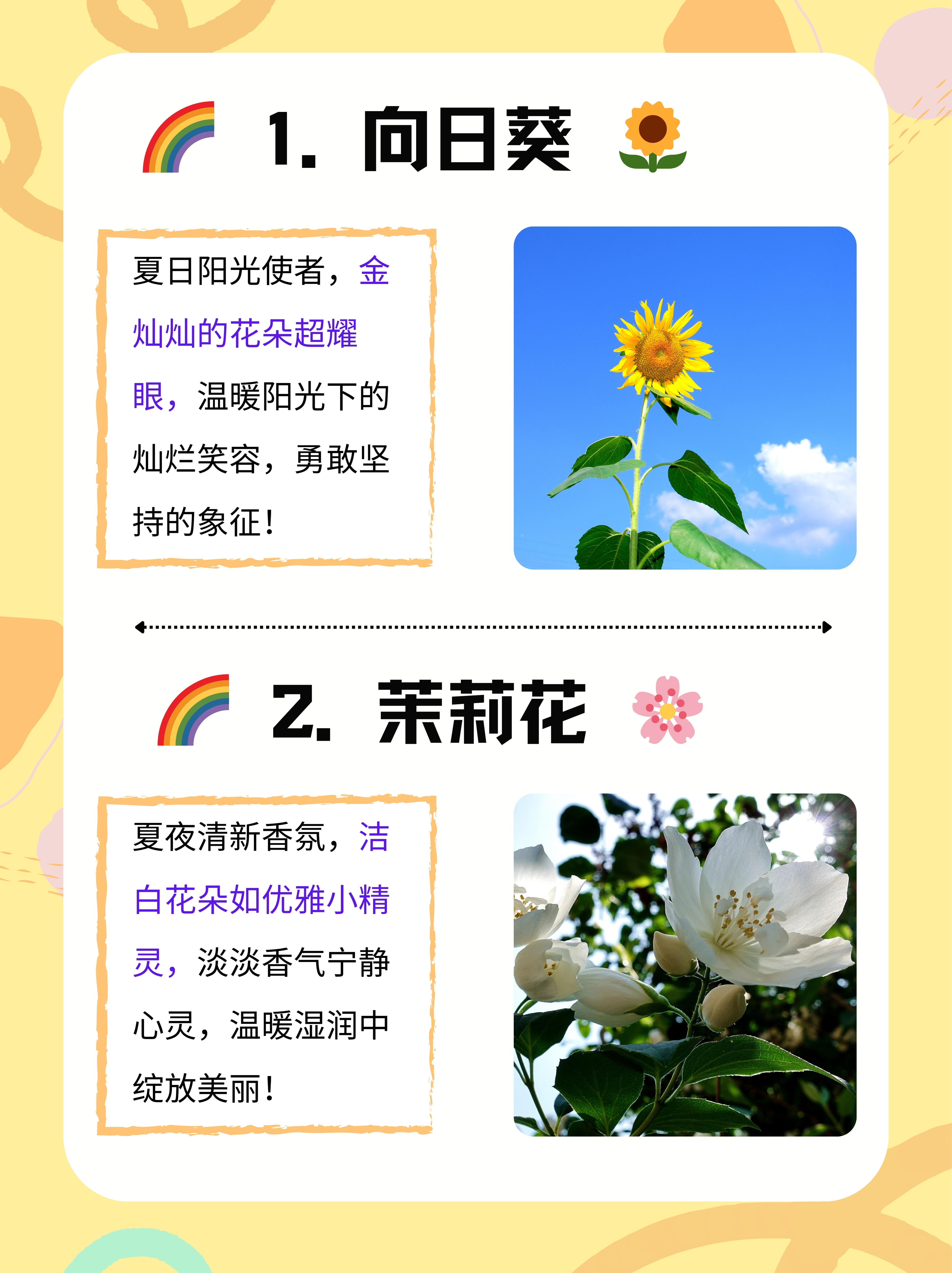 向日葵为什么大涨百科在线