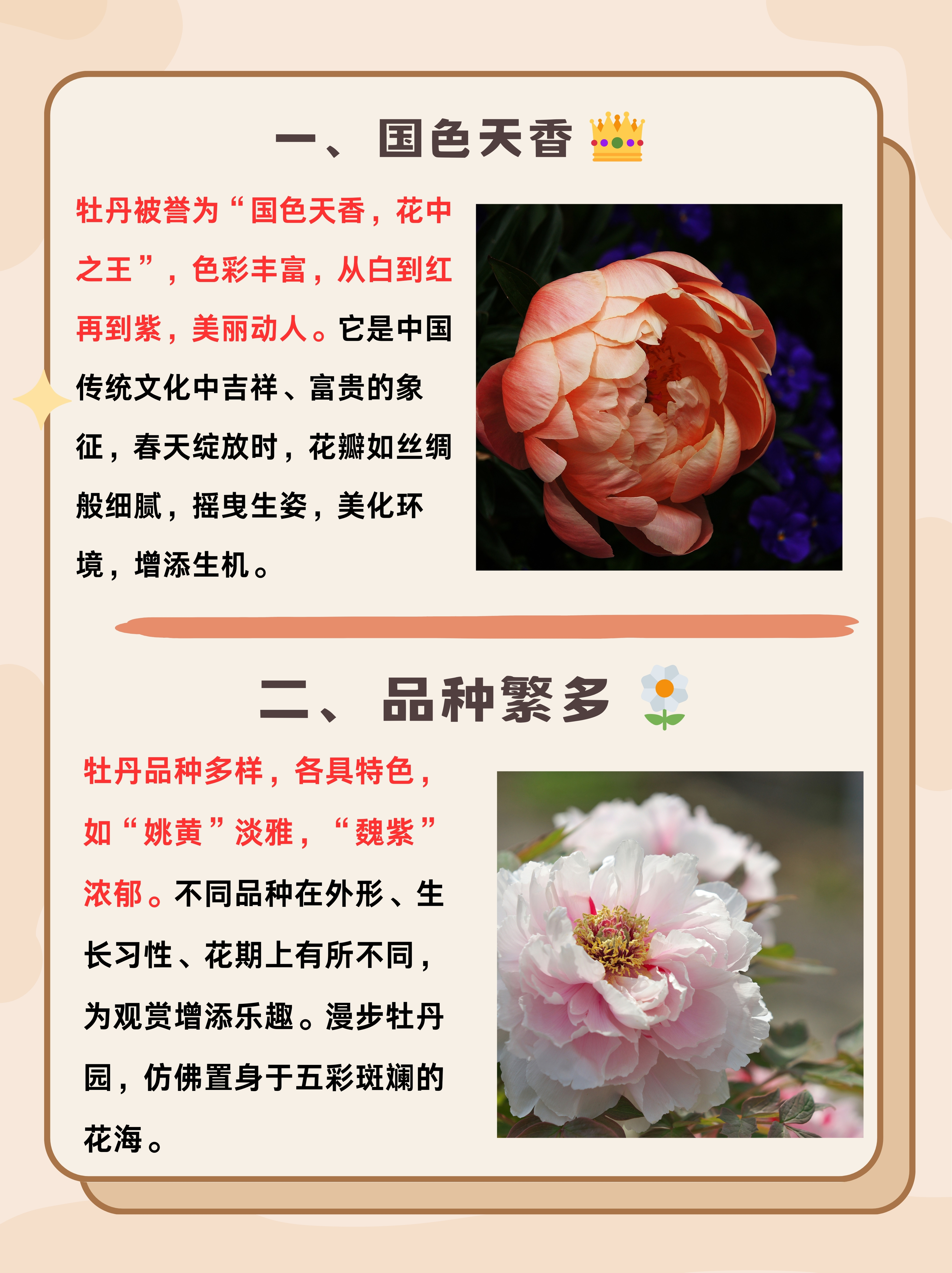 牡丹花的样子介绍图片