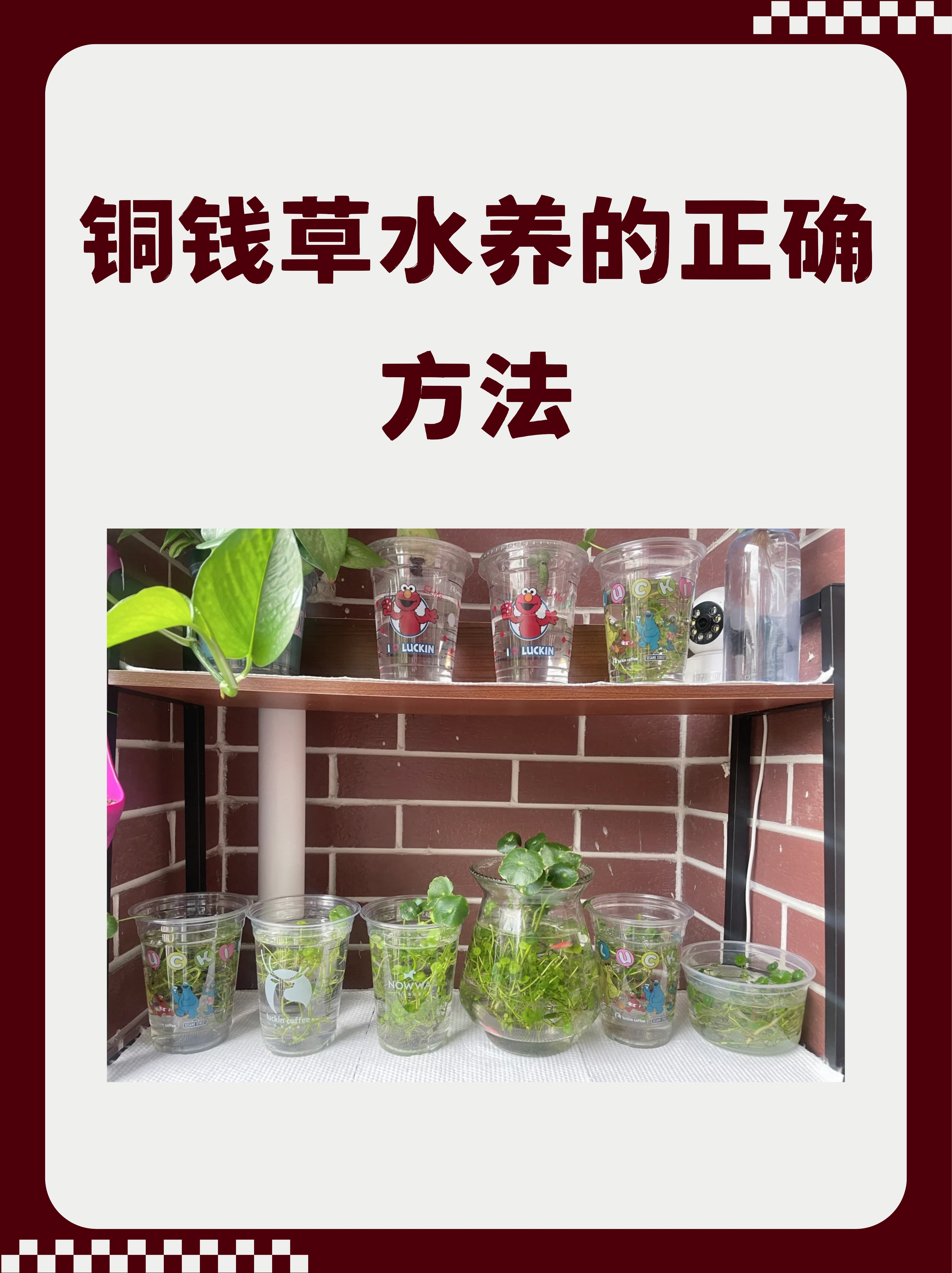 铜钱草水养的正确方法