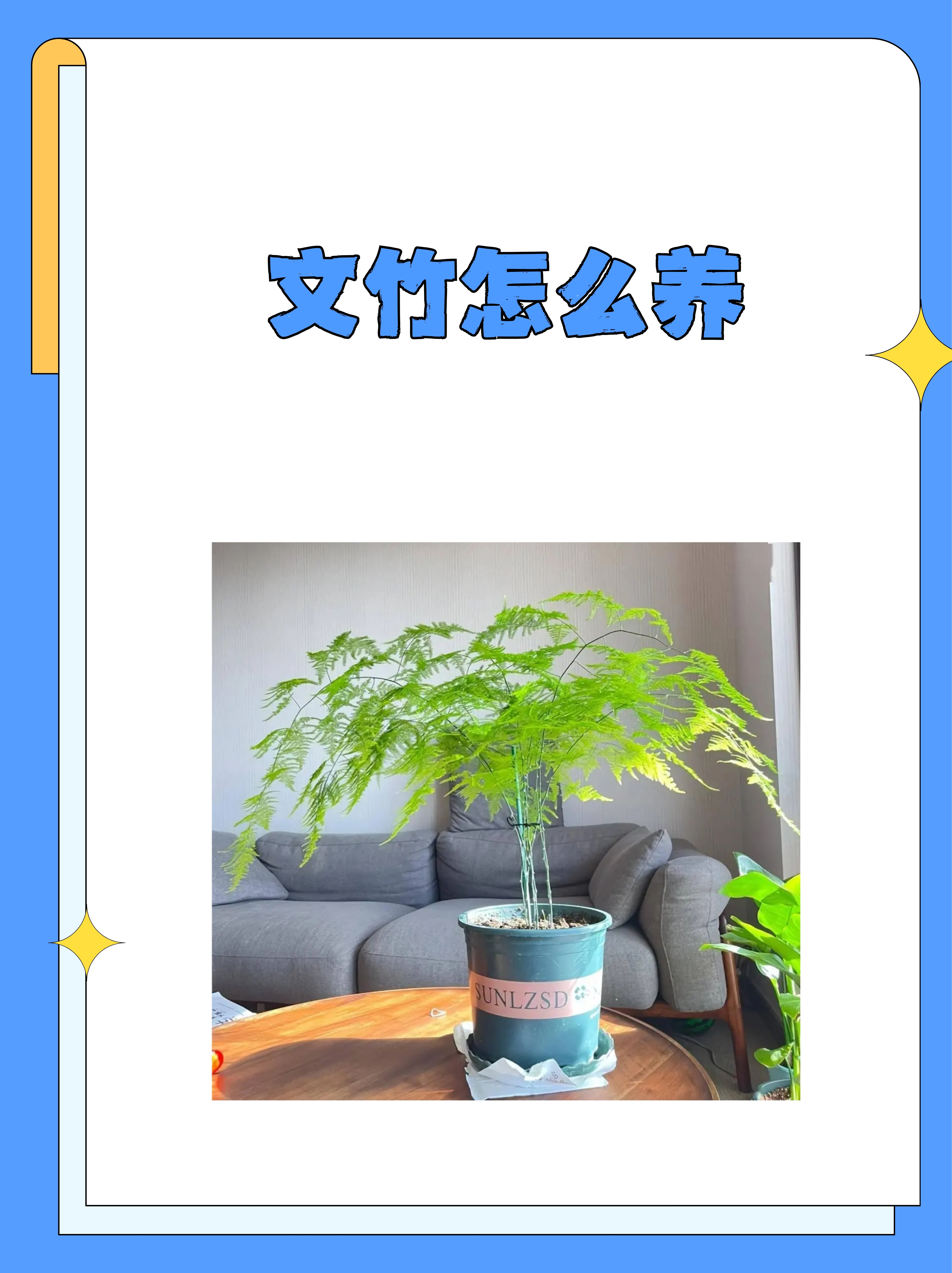 冬天文竹的养殖方法和注意事项的简单介绍 冬天文竹的养殖方法和留意
事项的简单

先容
（冬天文竹的养殖方法和注意事项） 养殖