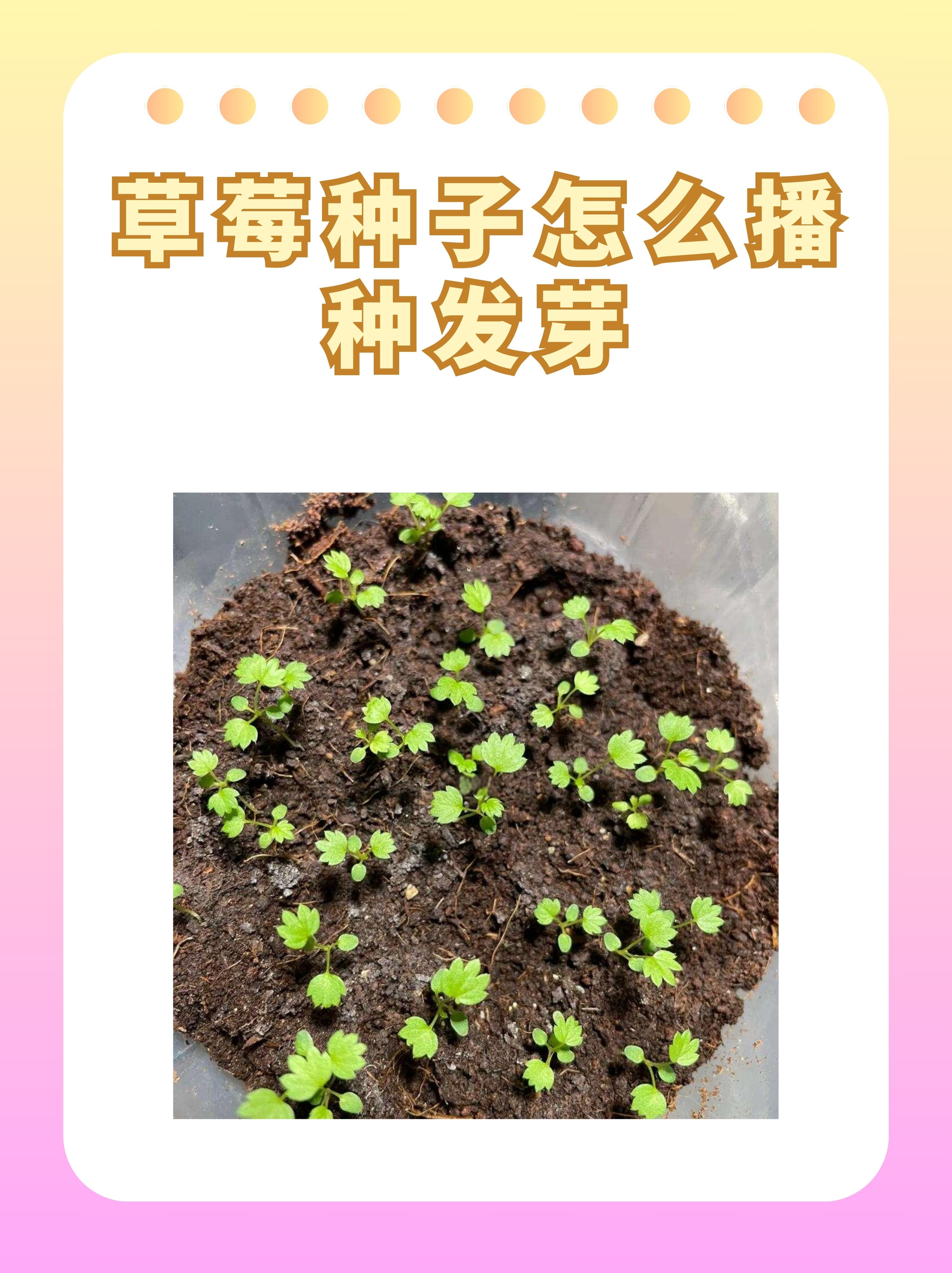 草莓种子怎么播种发芽