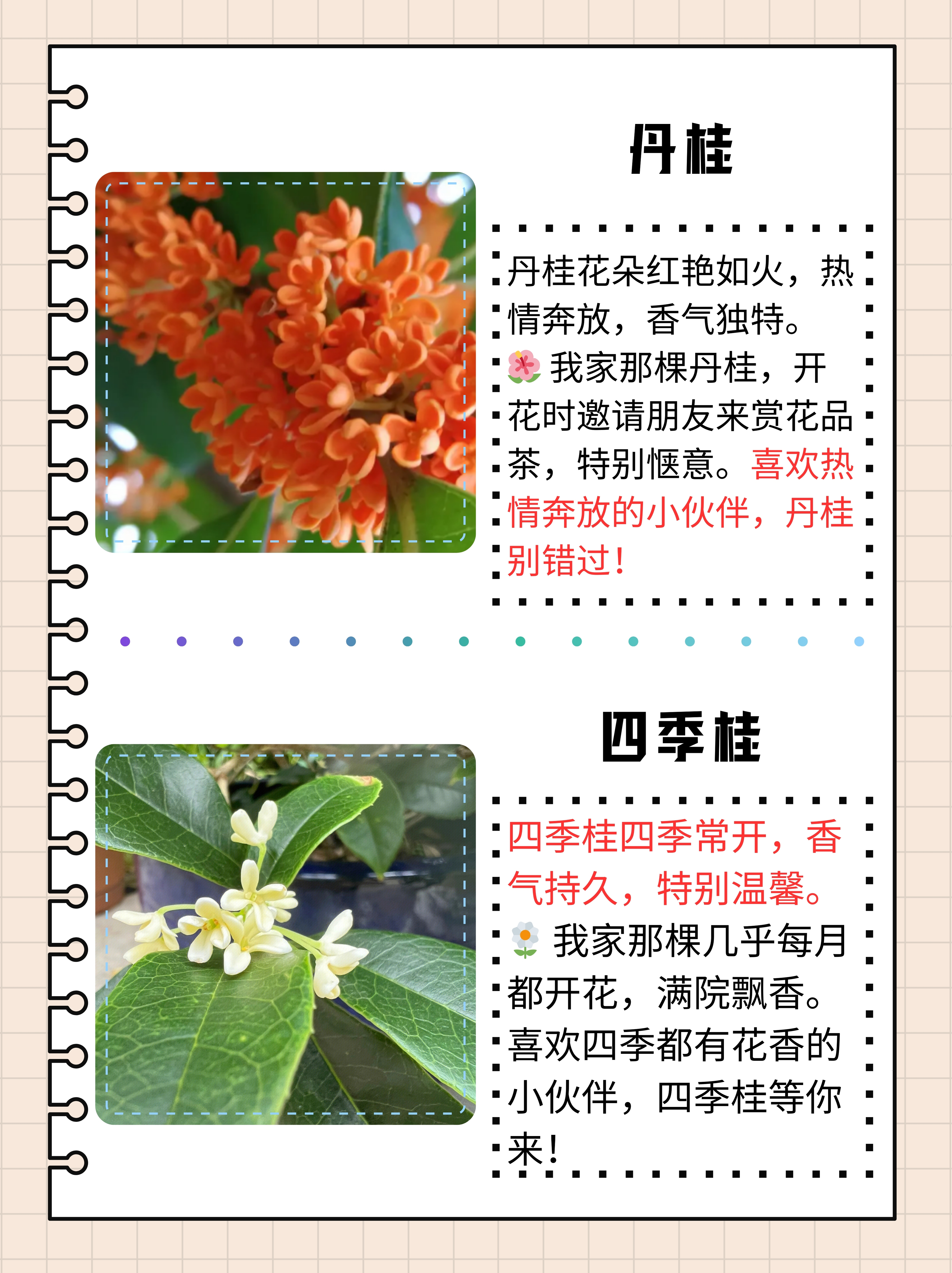 桂花有几个品种桂花树品种介绍及图片大全丹桂金桂银桂四季桂图片丹桂