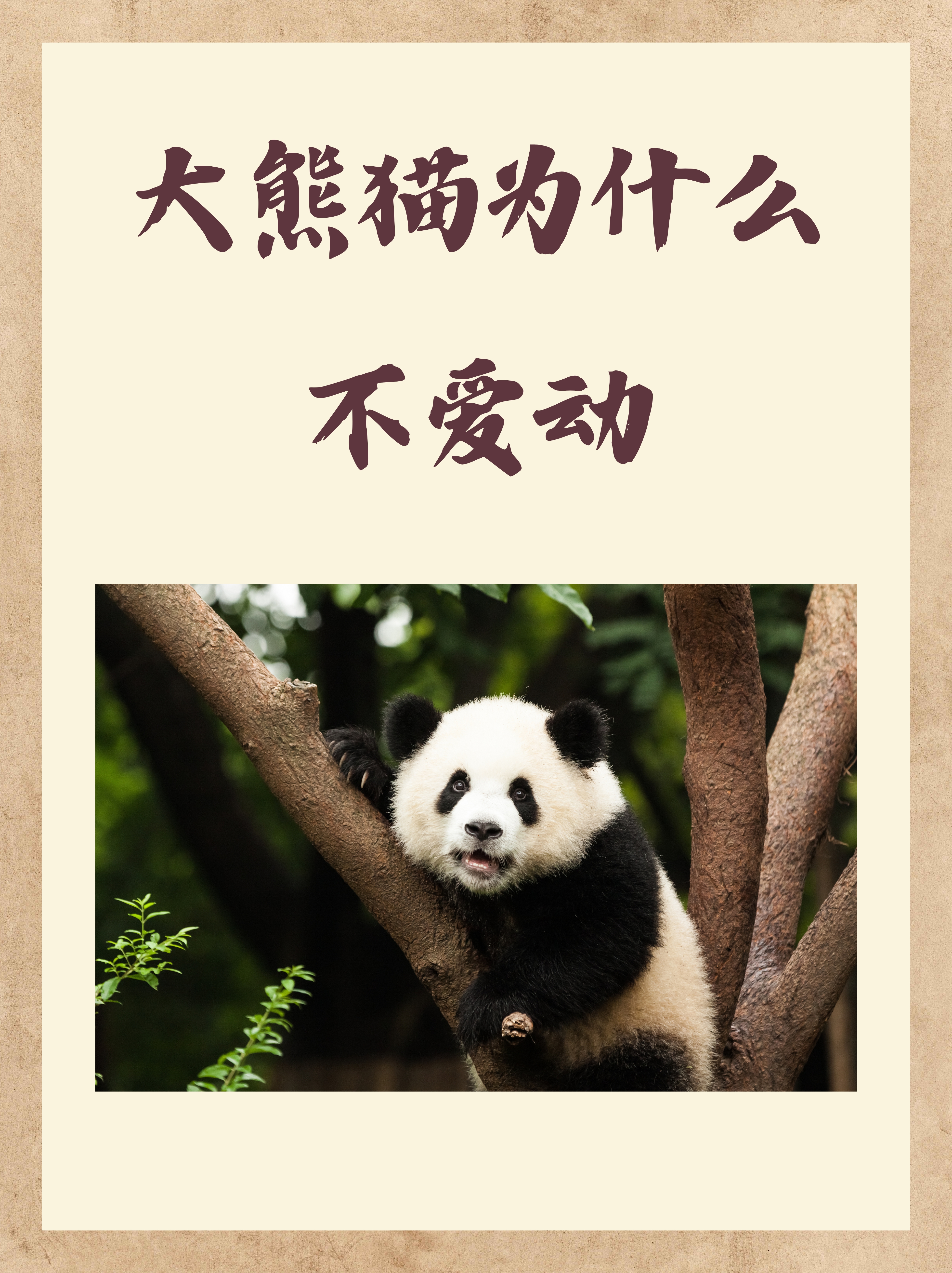 熊猫为什么不咬饲养员