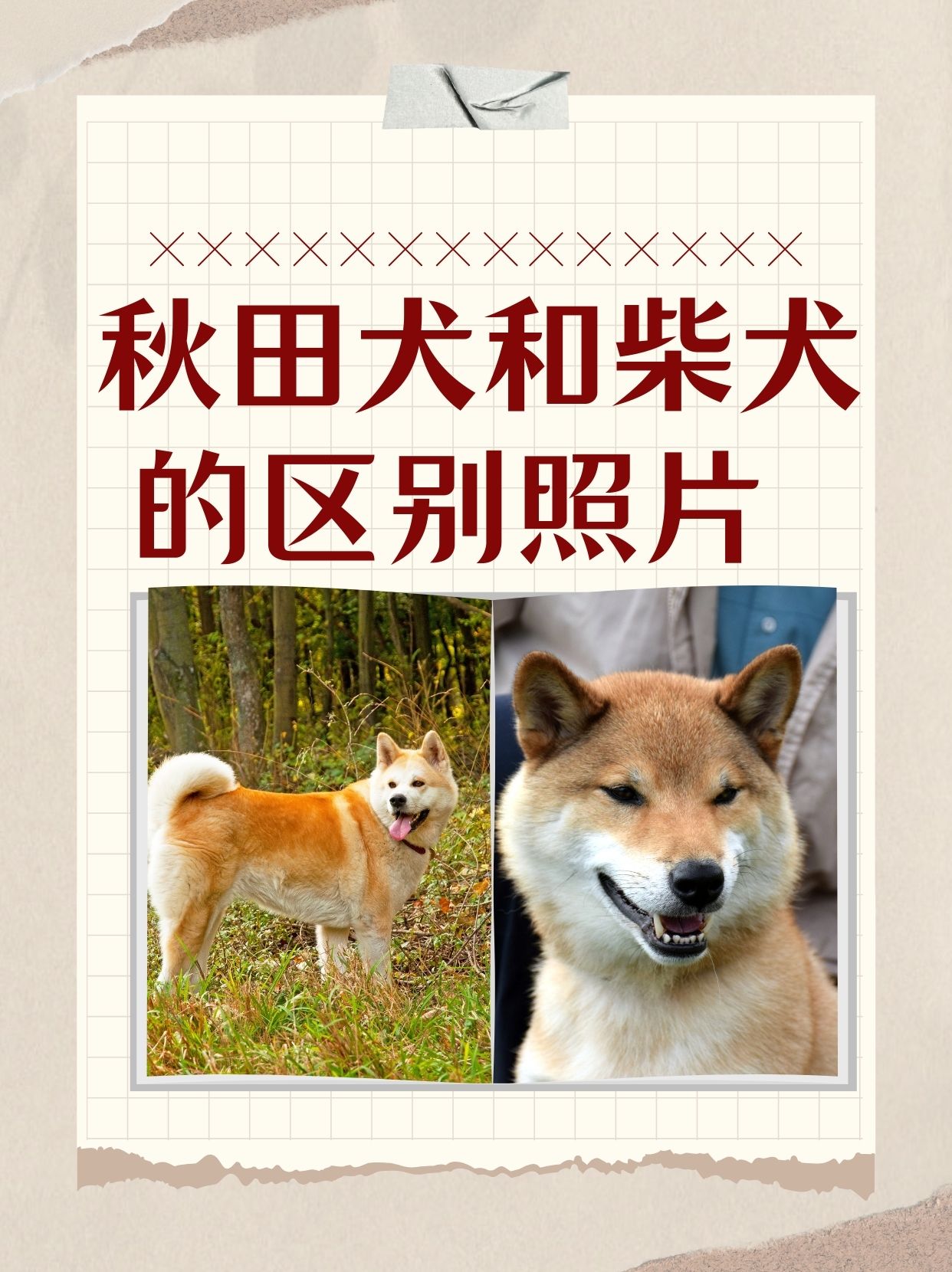 柴犬标准身高体重图图片