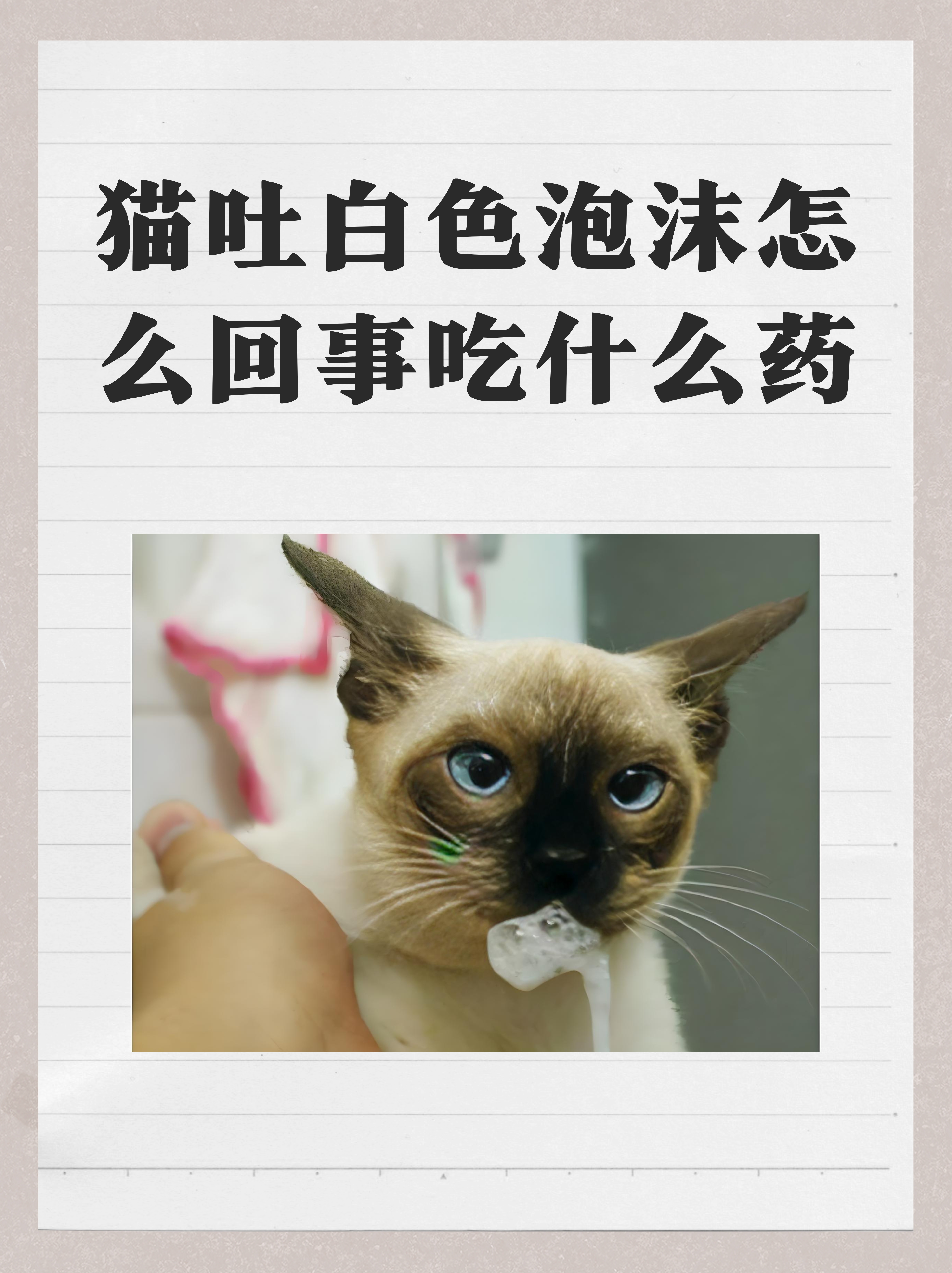为什么猫咪会吐 为什么猫咪会吐