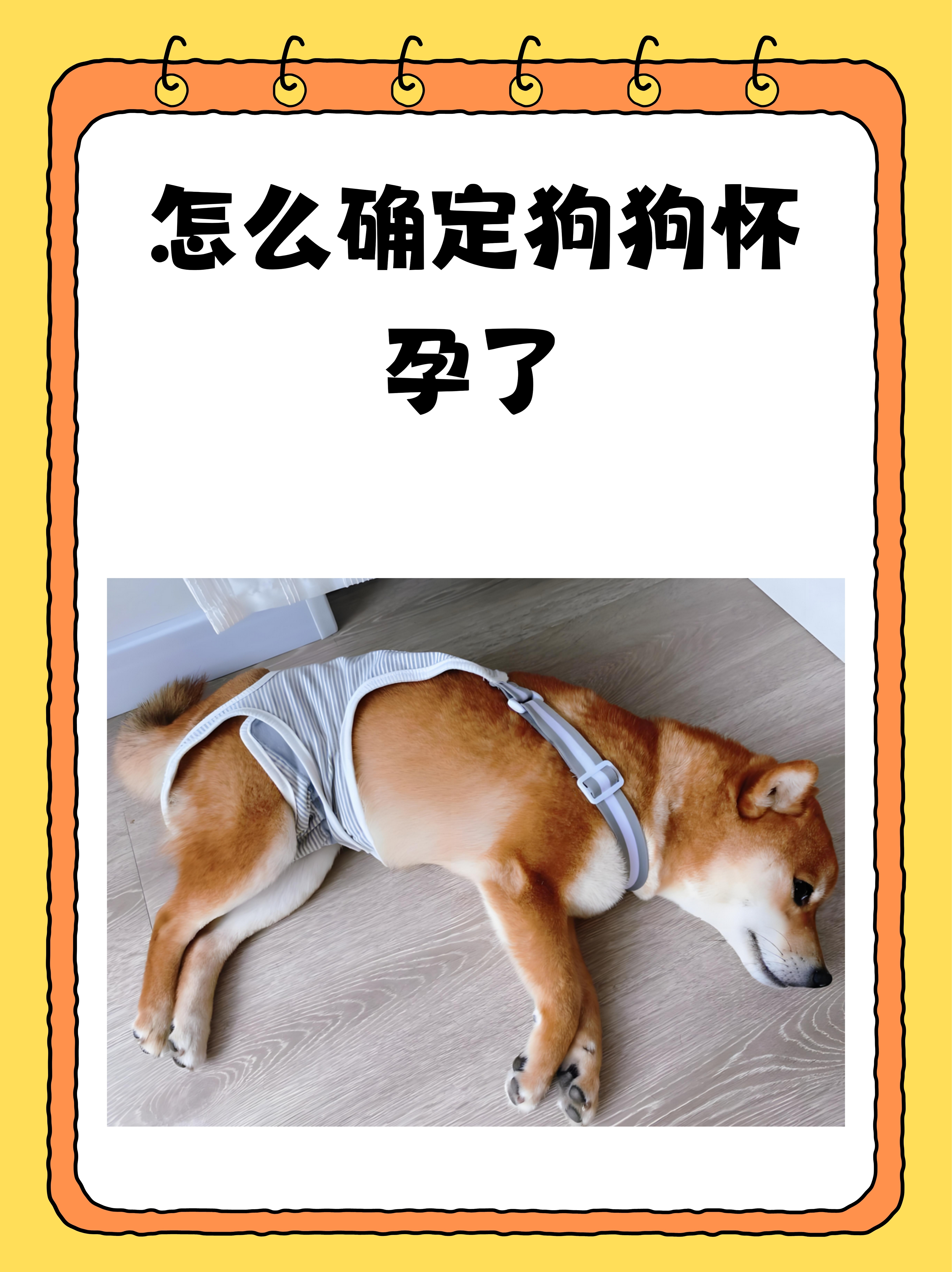 嘿小伙伴们,今天我要和大家聊聊怎么确定狗狗