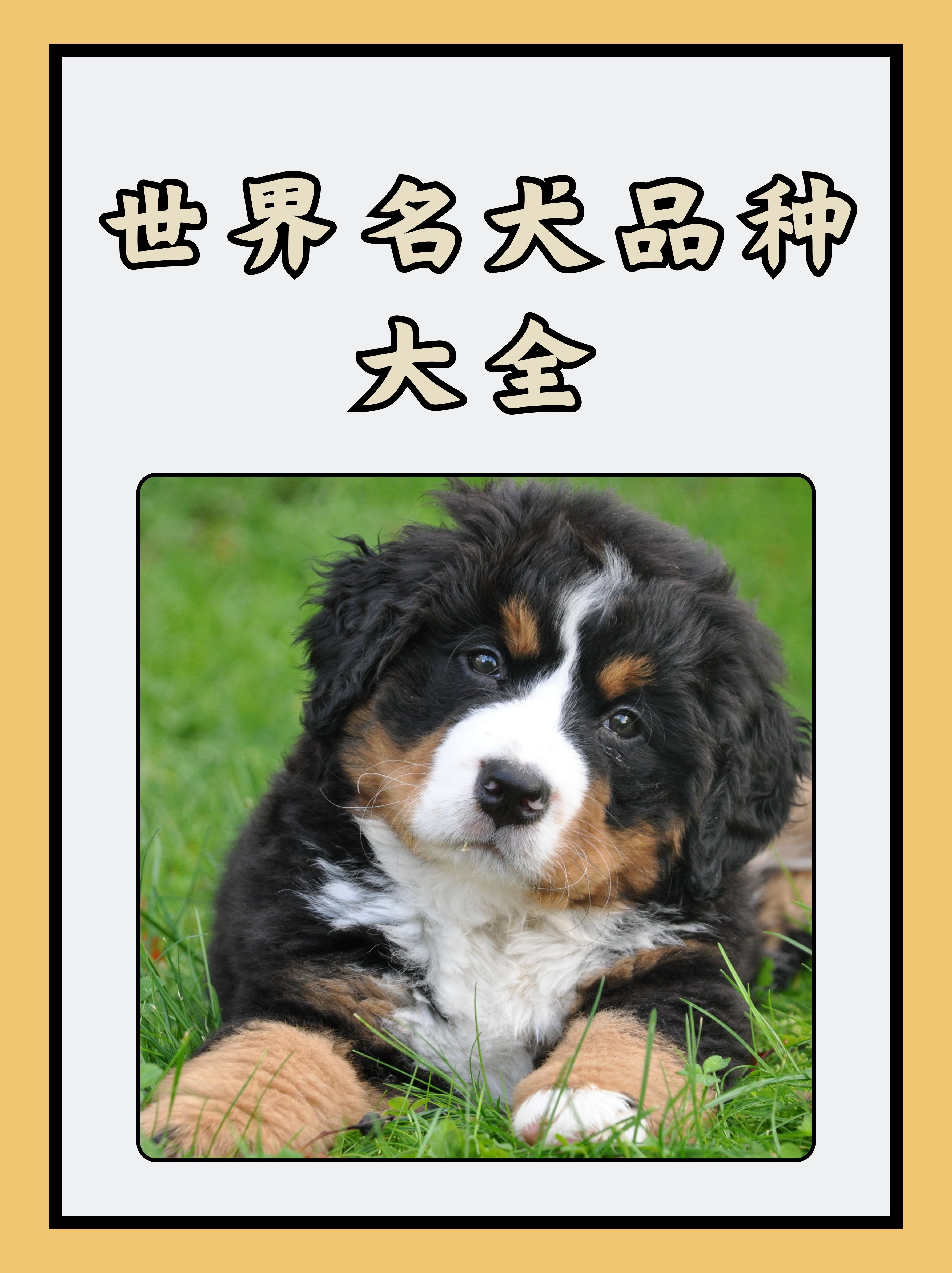 忠诚的家庭伴侣 狗狗品种大全及图片世界名犬100多