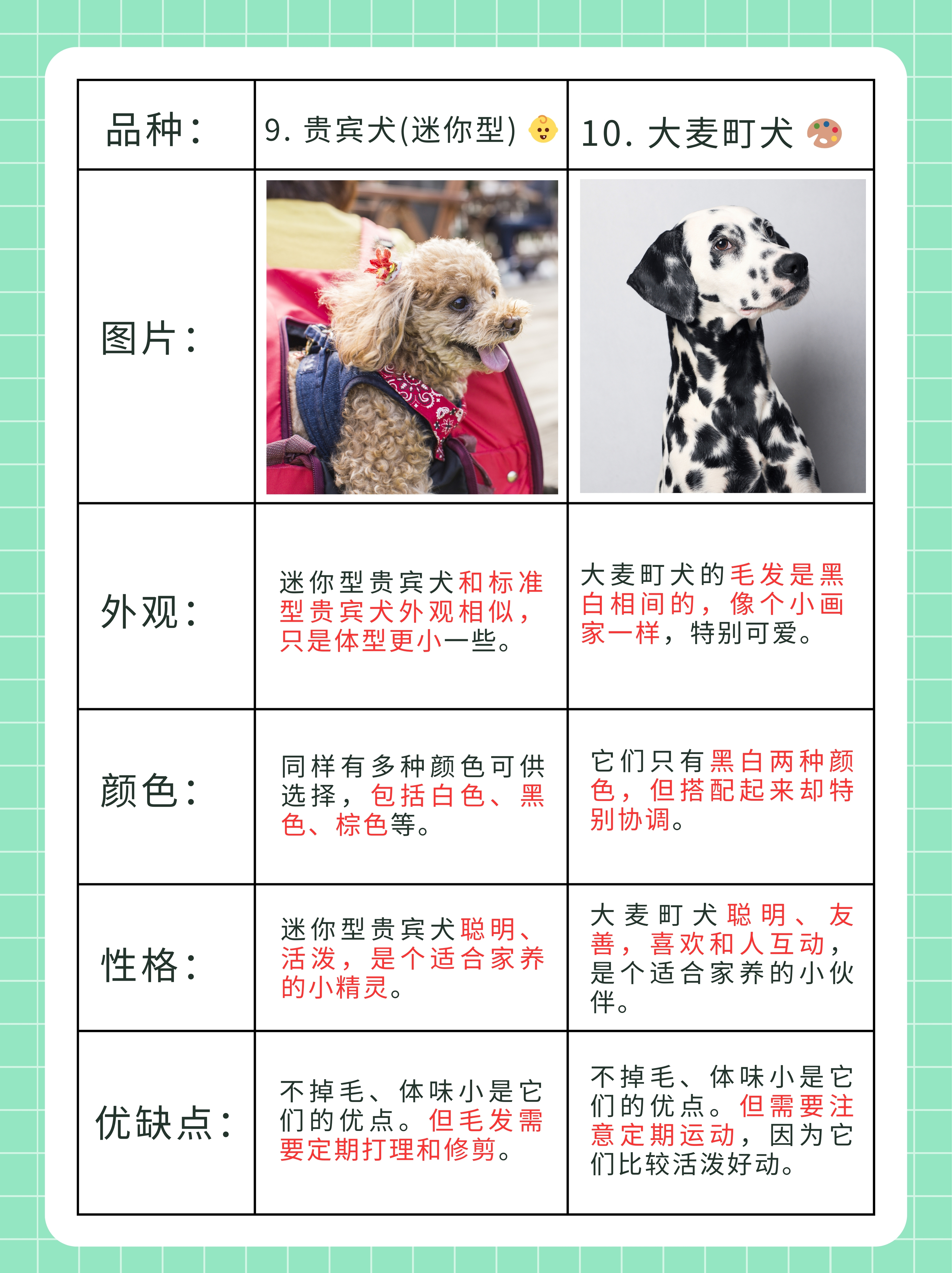 这些小家伙不仅外观可爱性格也超级棒简直就是家庭里的温暖小太阳