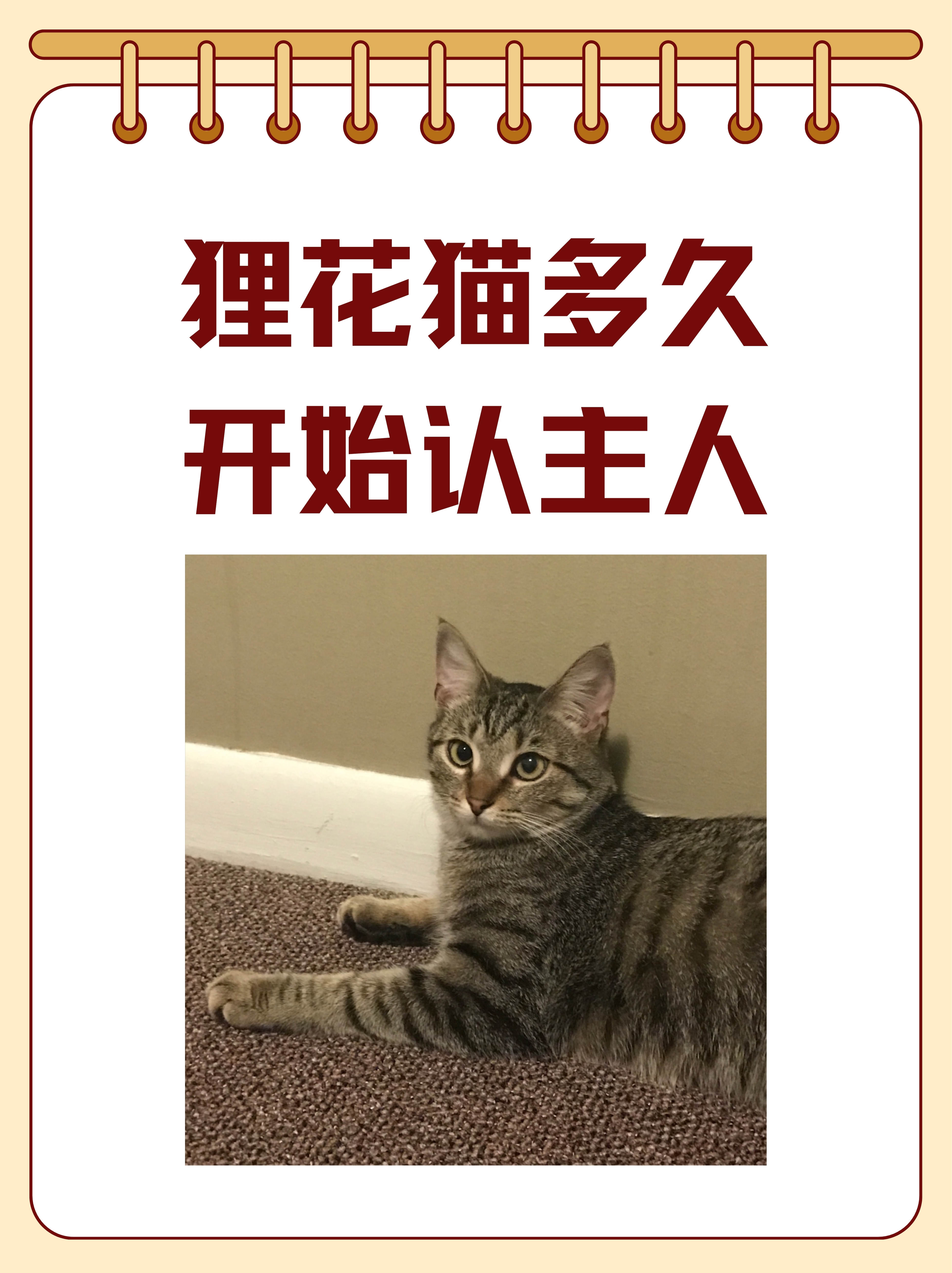 狸花猫认主人的表现图片