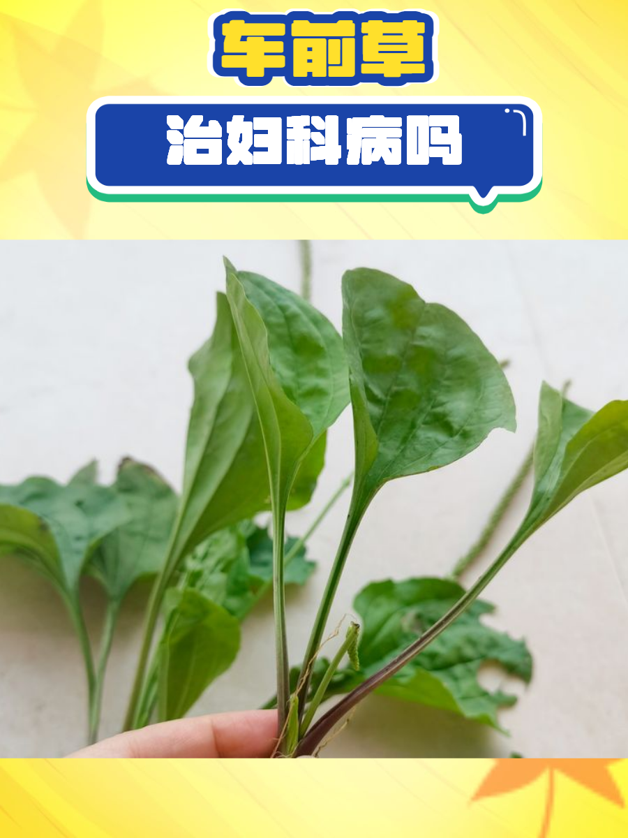 车前草治妇科病吗?