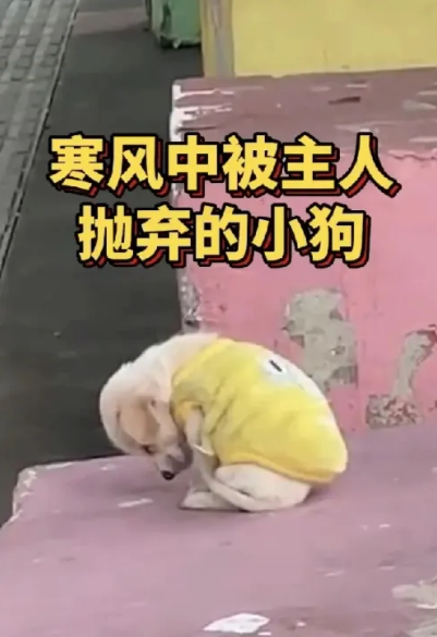 寒风凛冽,小狗瑟瑟发抖,可它始终不曾离开那