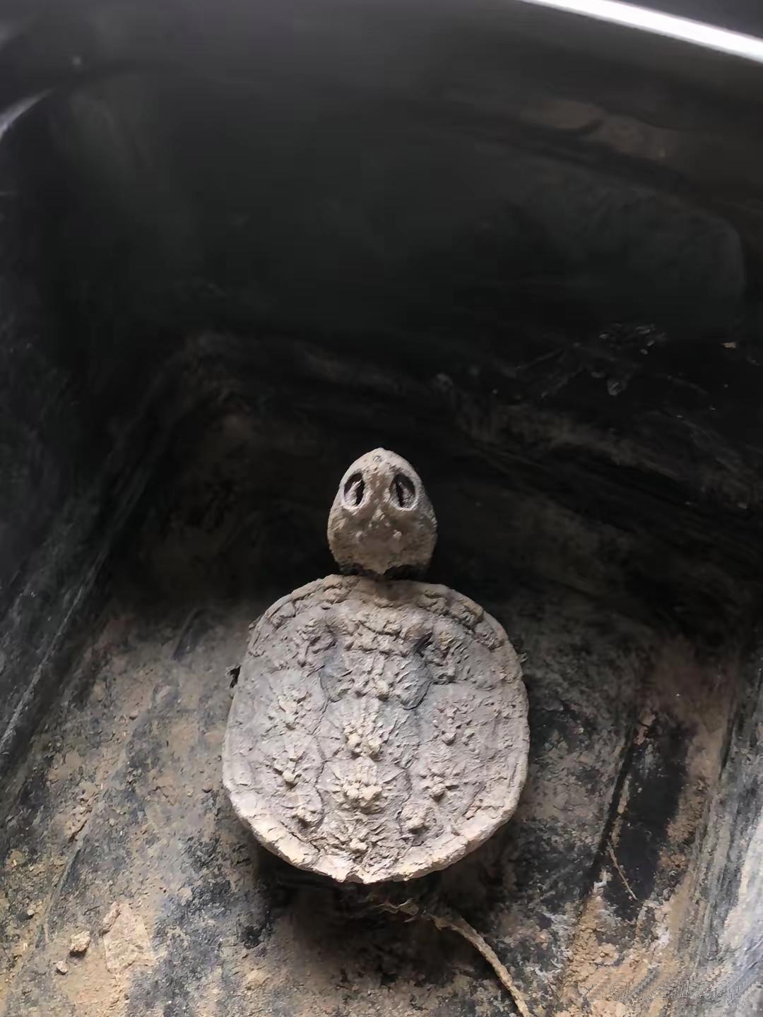 当我把鳄龟忘在阳台出去玩了一星期后推开门心瞬间揪紧