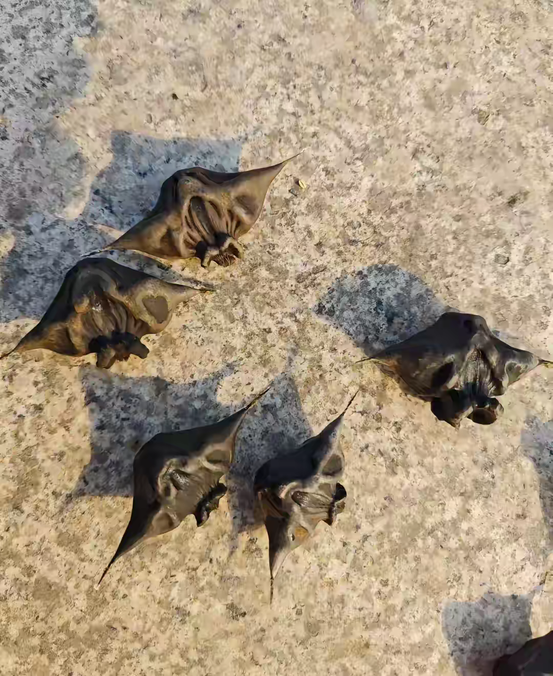 网络,此文章旨在倡导社会正能量,牛皮乌拉的图片河榧子幼虫图片土狼屎