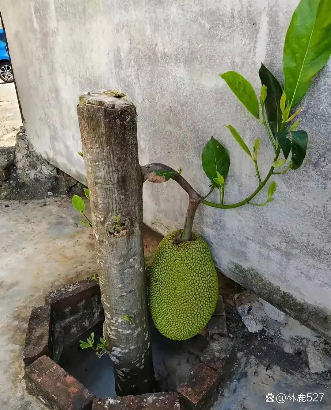 这名男子看到自己家种的菠萝蜜树被人砍了内心非常生气因为这