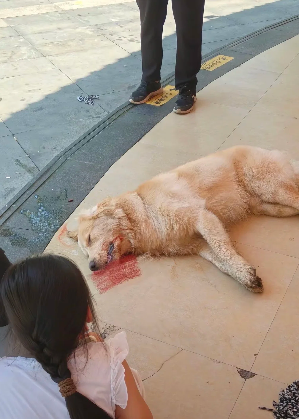 大狗为什么怕小狗