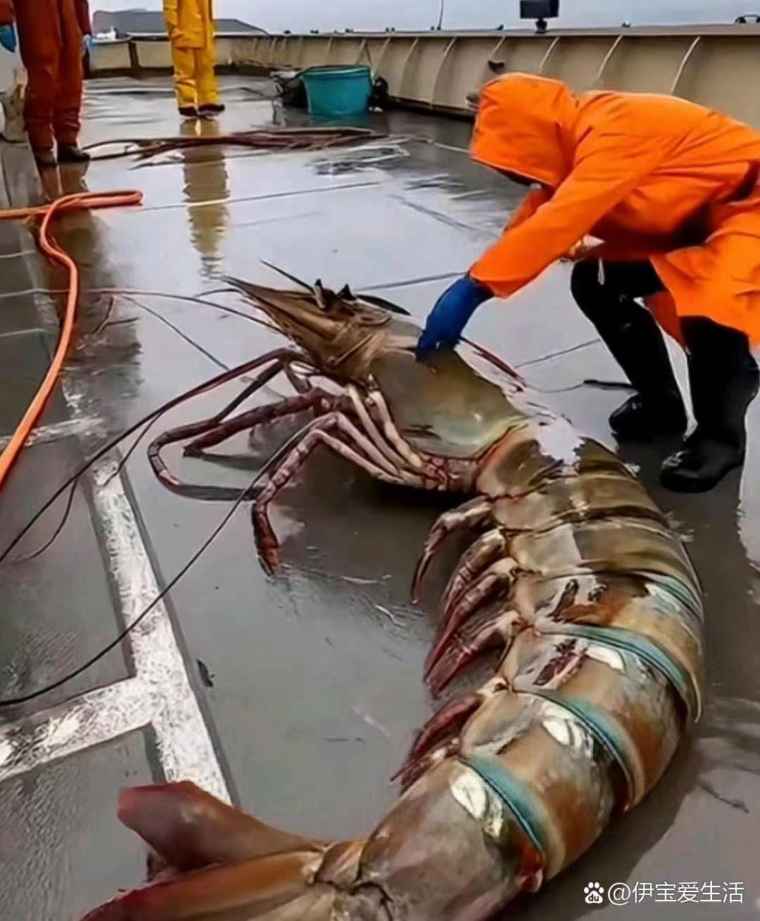 你见过这么大的龙虾吗?我也是第一次看到