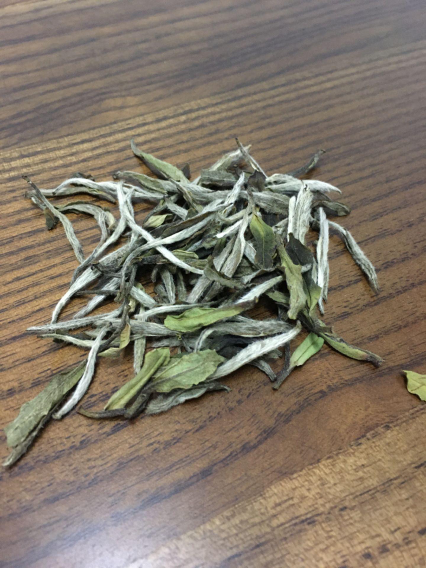 茶图片大全头像
