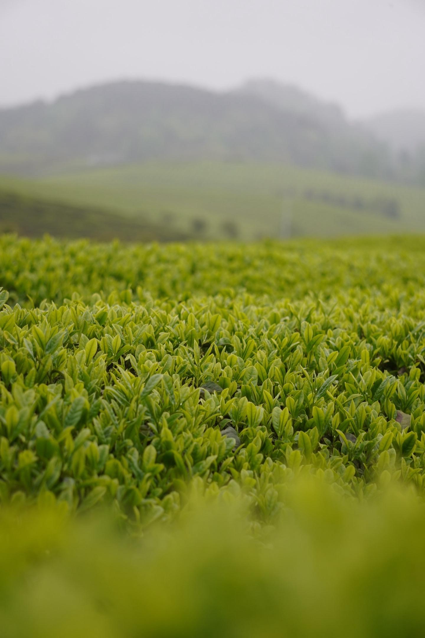茶图片大全头像