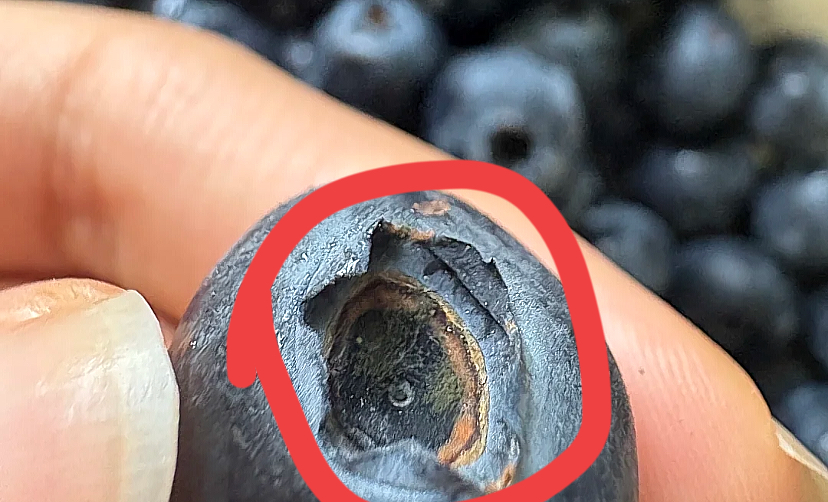 救命啊!   蓝莓居然有这种坑你注意到了没?