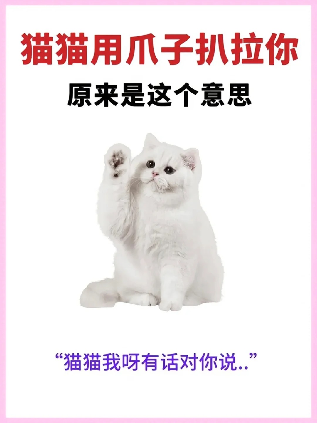 养猫都知道猫咪很喜欢扒拉主人但是知道你的猫咪为什么这么喜欢