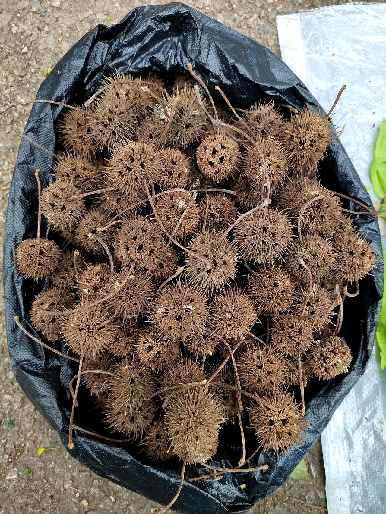 长的 草药 元的 带毛刺的棘刺药材刺猬鱼草药图片野生猬实的主干形状