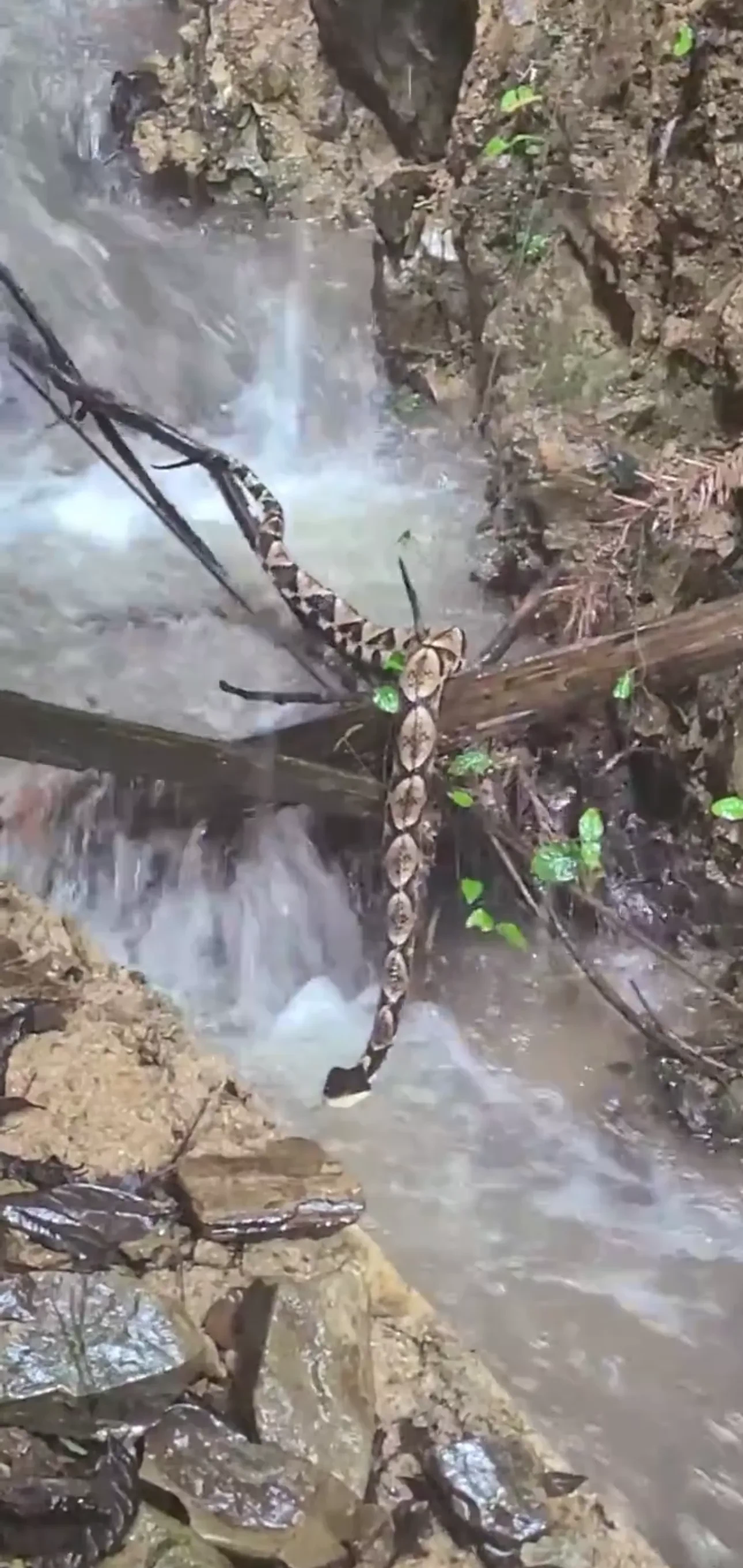 本来想着放松一下,结果一转眼竟然发现了这条奇怪的蛇