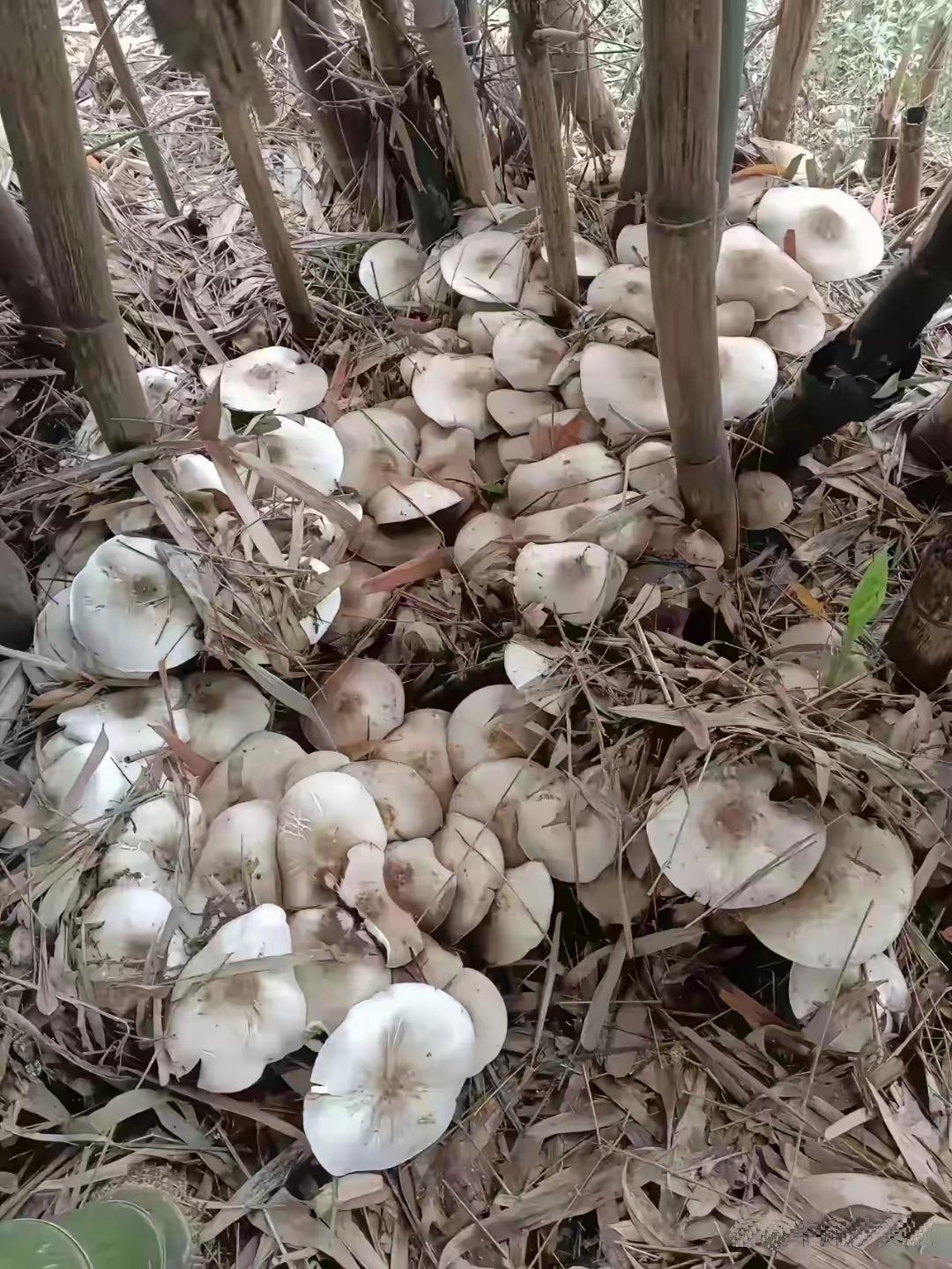 今天上午和老爸出门砍树在外面的树下撞见大片白色蘑菇一丛丛密匝匝