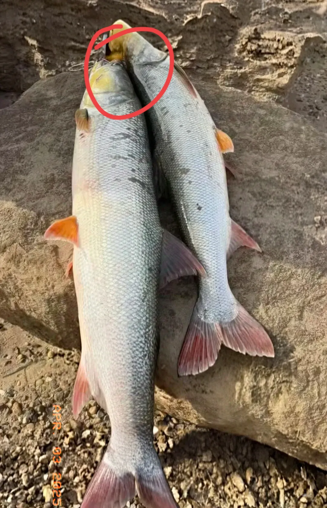 一个女子的老公,凌晨5点就去钓鱼了