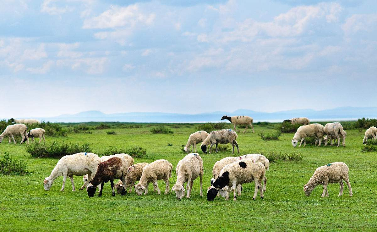 新疆开始为牛,羊等草食家畜"换发二代身份证",畜产品溯源体系又进一步