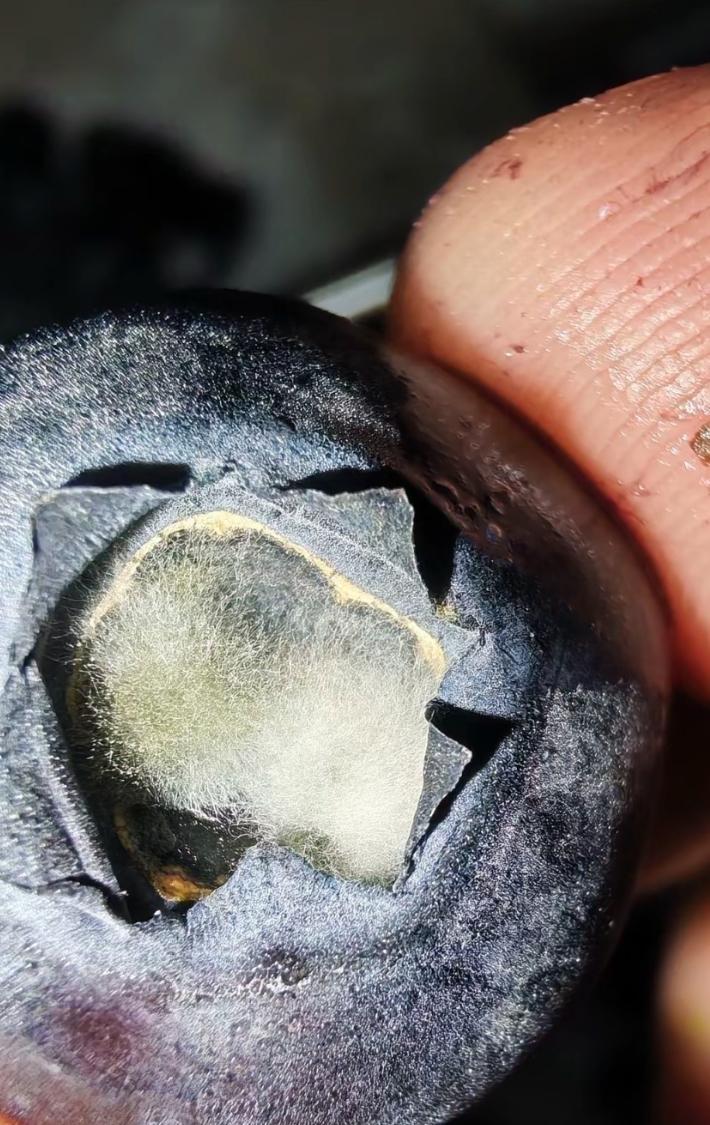 最近有网友发现,蓝莓表面的"小孔"居然藏着霉菌