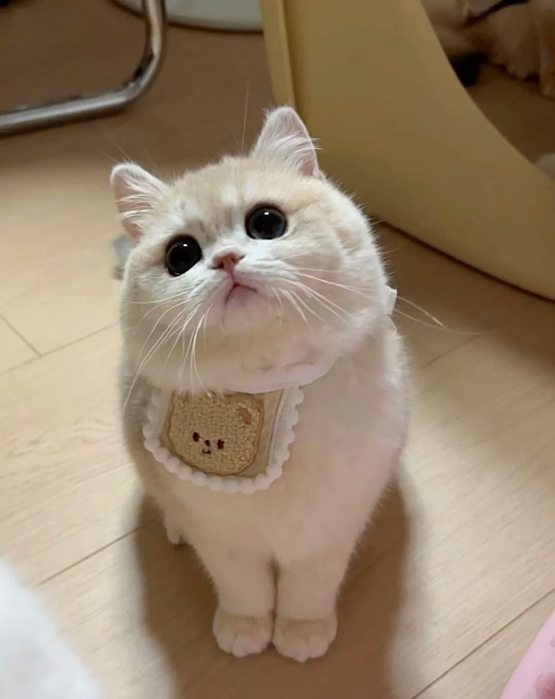 大全图片可爱小猫的图片超萌可爱小猫照片小猫照片可爱猫咪图片真实