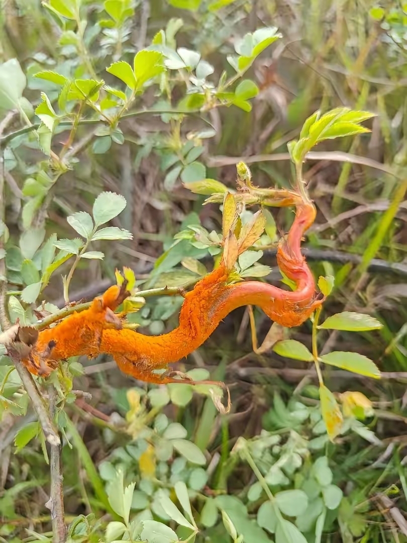 今天路过那片小山时,在树叶上瞅见个东西,起初还以为是蛇呢!