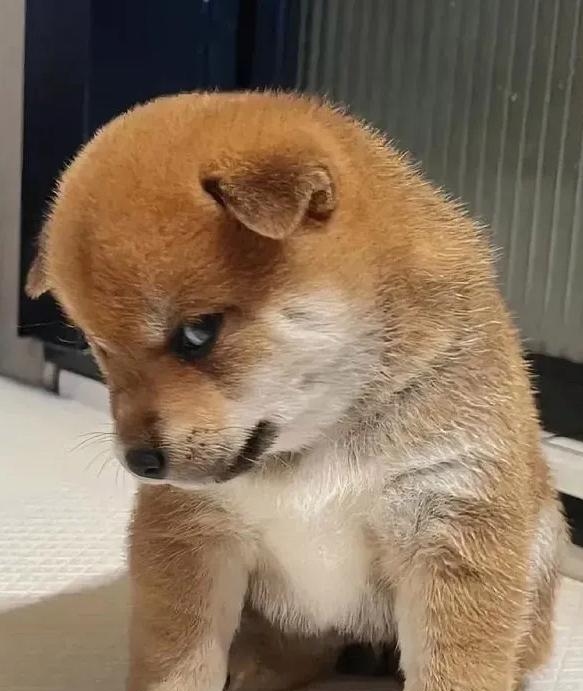 的动物表情柴犬看我眼神眼睛犯困惹生气失望的动物图片小狗不屑表情包