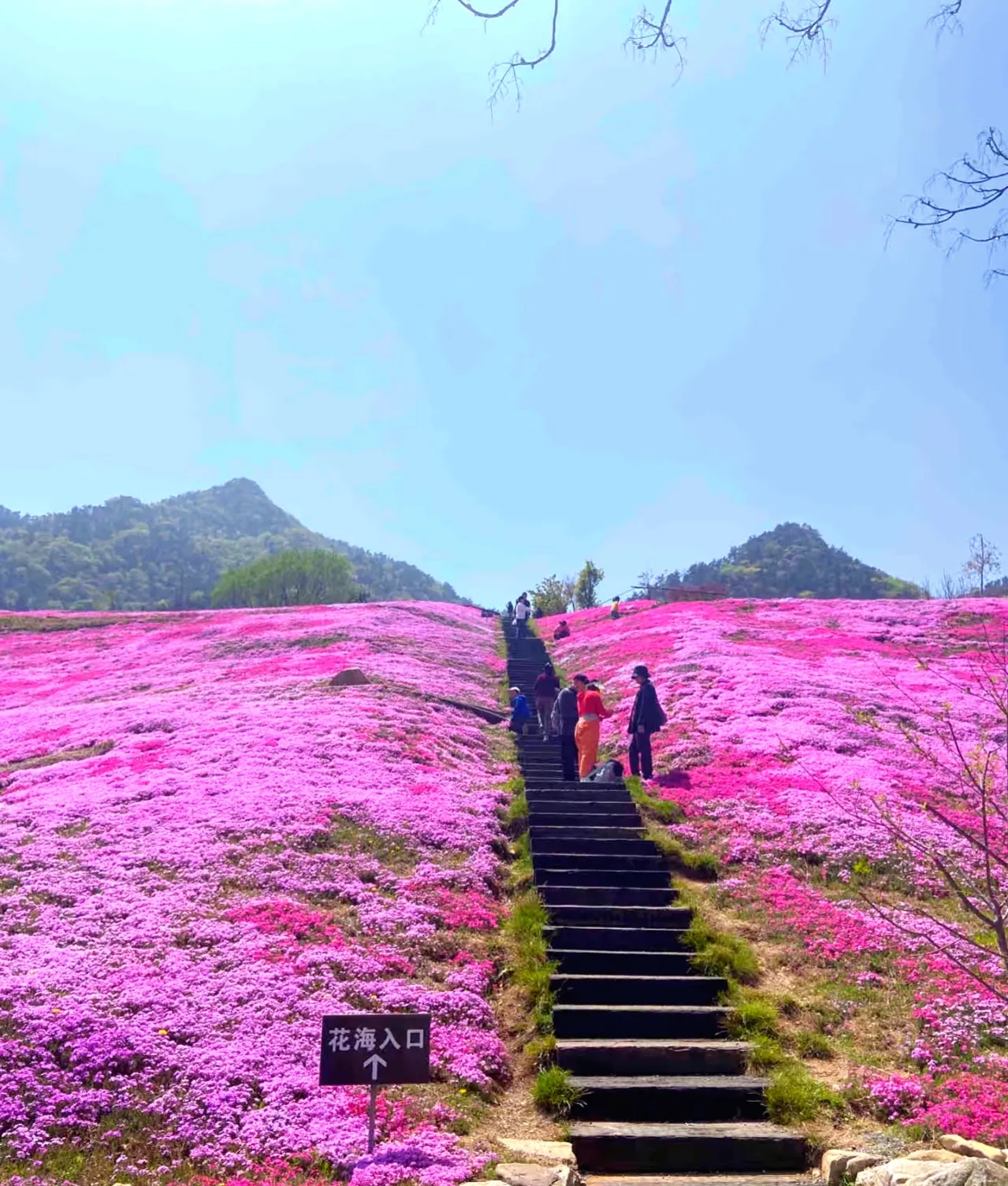 烟台昆嵛山花海,花是挺好看的,就是让人挺抓狂的,才到山脚下,离景区