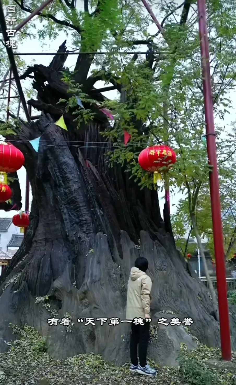 在河北邯郸涉县固新村,这棵树有29米高,树围1
