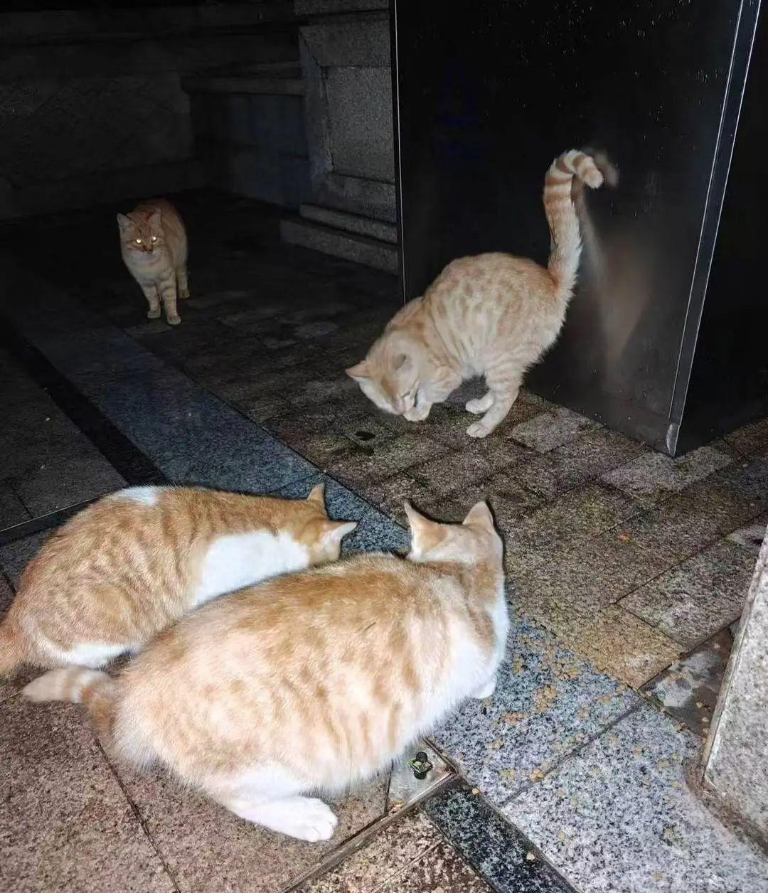 为什么不能捡猫回家 为什么不能捡猫回家