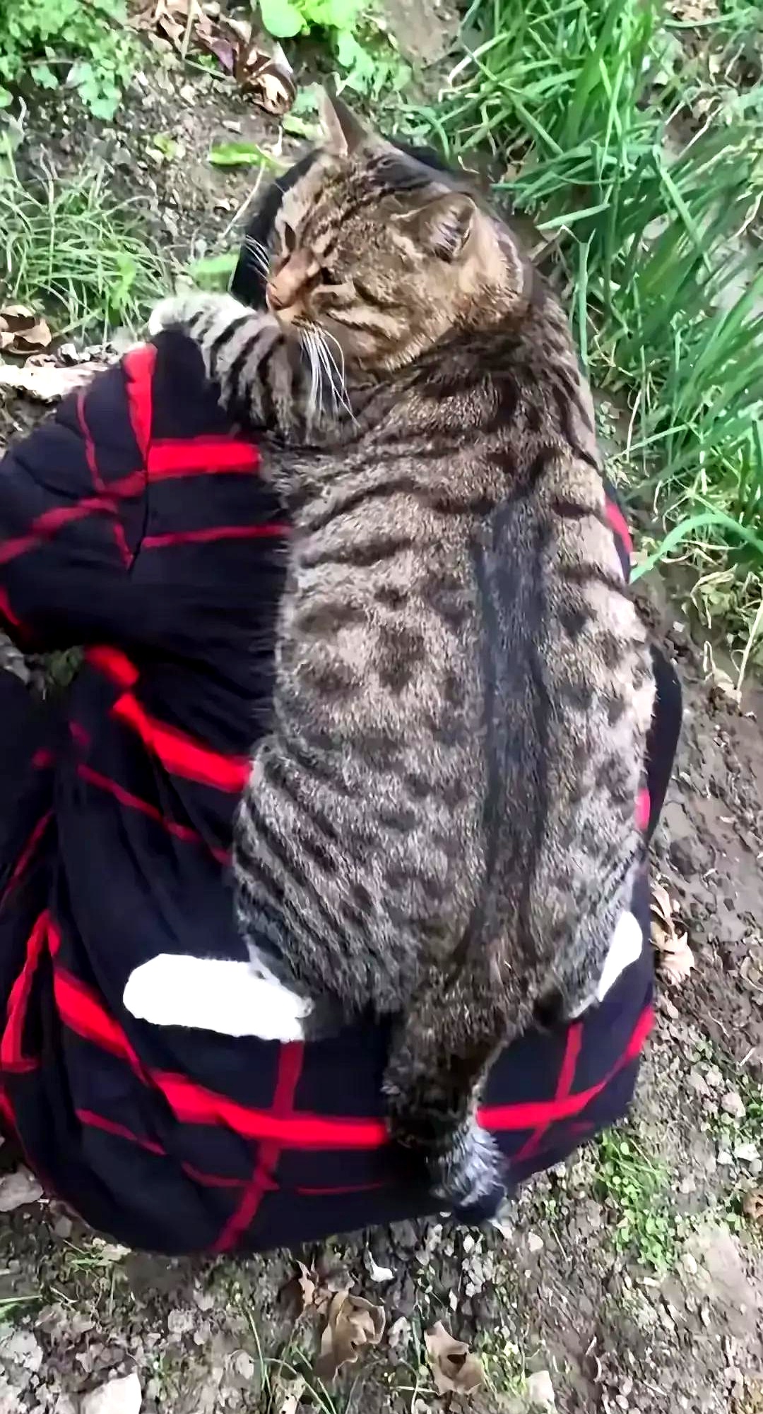 我劝过老妈好多次,别太惯着这只狸花猫,怕把它惯坏了,可老妈就是不听