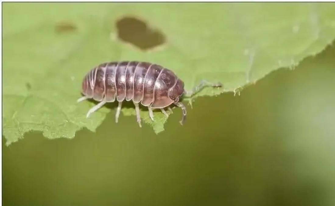 这个小虫子叫鞋底虫,张掖土话叫hai底虫,三里一个乡俗,十里一个地土