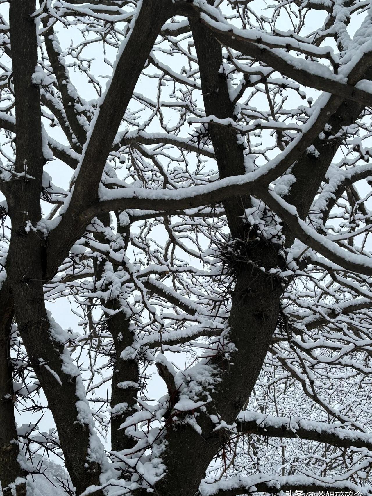 雪一直在下从昨晚下到现在覆盖了整个村庄到处都是白茫茫一片掩盖